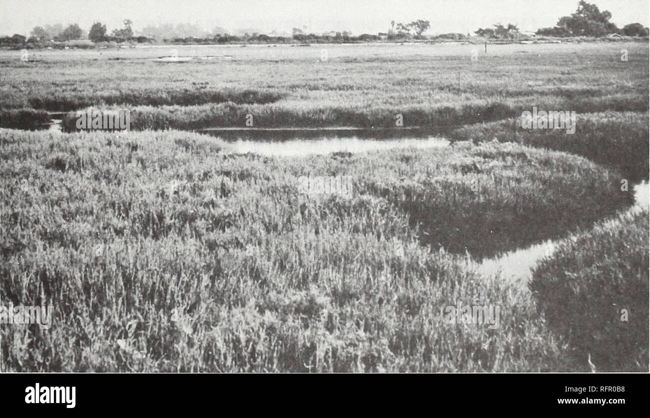 . Carpinteria Salt Marsh : environment, history, and botanical resources of a Southern California estuary. Salt marsh ecology; Salt marsh plants. Fig. 19. IRREGULARLY EXPOSED ESTUARINE EMERGENT WETLAND: Viewfrom vicinityof Southern Pacific Railroad, southward toward Sandyland. Lowareasand ditchesaredominated by Scirpus maritimus (foreground) and Typha domingensis (center).. Fig. 20. REGULARLY FLOODED ESTUARINE EMERGENT WETLAND: View from Apple Road, eastward across low marsh vegetation. Mud flats are dominated by Salicornia virginica.. Please note that these images are extracted from scanned p Stock Photo