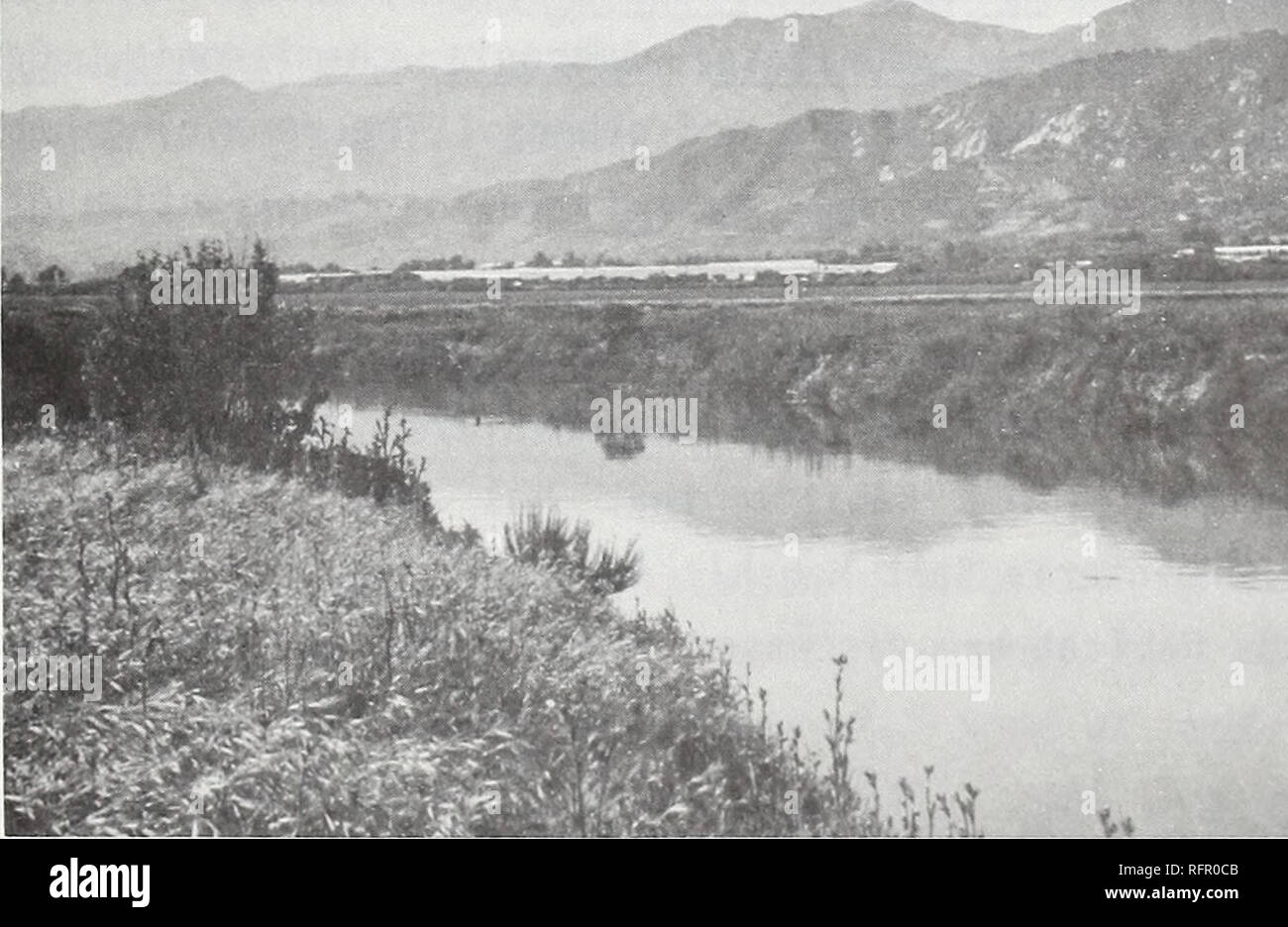 . Carpinteria Salt Marsh : environment, history, and botanical resources of a Southern California estuary. Salt marsh ecology; Salt marsh plants. Fig. 15. EARLY SUCCESSIONAL HERBACEOUS VEGETATION: View from end of Apple Road, eastward toward Rincon Mountain. First year successional growth on dredge spoil is by halophytes and plants of poorly drained soils such as Atriplex patula, Bassia hyssopifolia, Cotula coronopifolia, Melilotus indicus, and Spergularia marina.. Fig. 16. LATE SUCCESSIONAL HERBACEOUS VEGETATION: View northwestward along confluence of Franklin and Santa Monica Creeks. Berm on Stock Photo