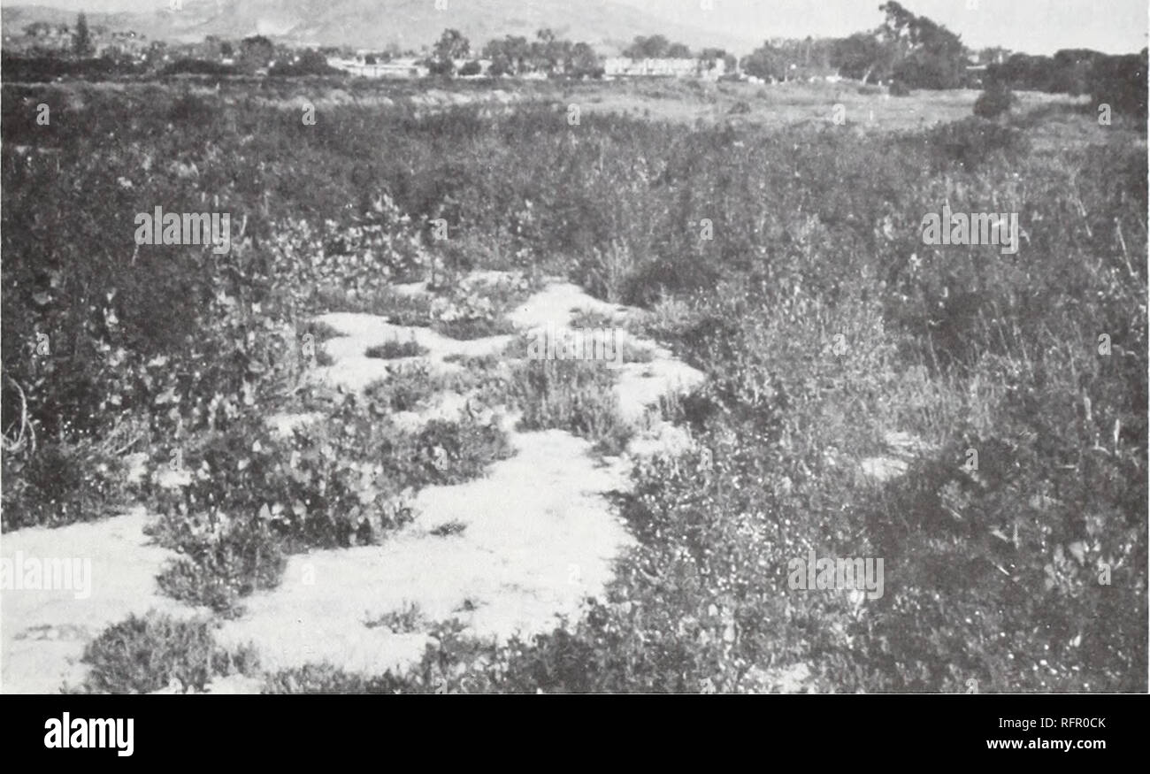 . Carpinteria Salt Marsh : environment, history, and botanical resources of a Southern California estuary. Salt marsh ecology; Salt marsh plants. Fig. 15. EARLY SUCCESSIONAL HERBACEOUS VEGETATION: View from end of Apple Road, eastward toward Rincon Mountain. First year successional growth on dredge spoil is by halophytes and plants of poorly drained soils such as Atriplex patula, Bassia hyssopifolia, Cotula coronopifolia, Melilotus indicus, and Spergularia marina.. Please note that these images are extracted from scanned page images that may have been digitally enhanced for readability - color Stock Photo