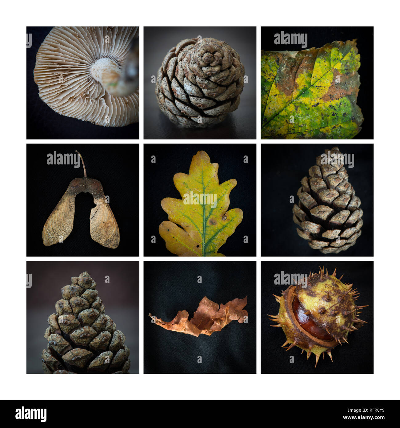 montage of nine natural woodland objects Stock Photo