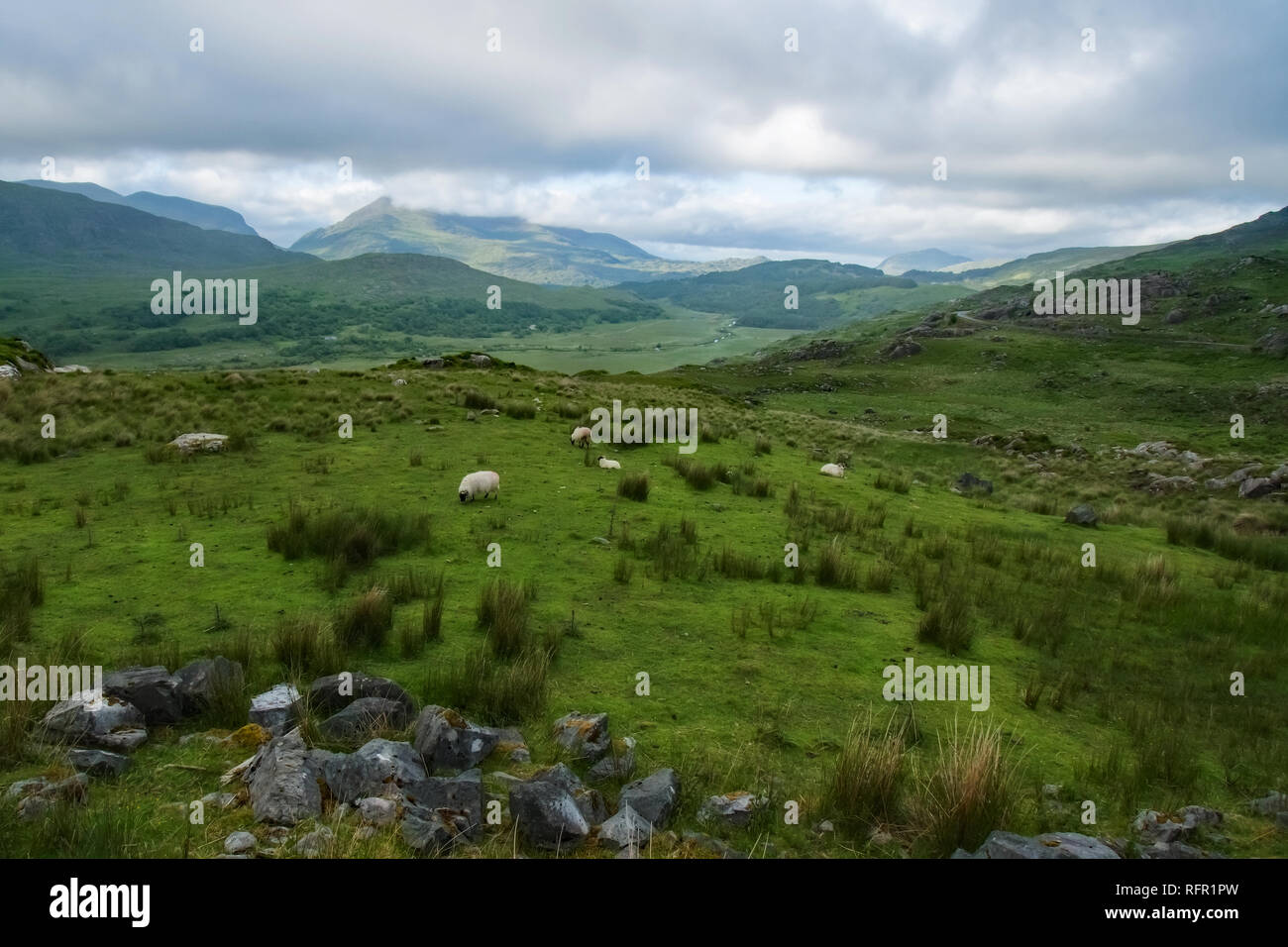 Irish Pasture with Sheep Stock Photo