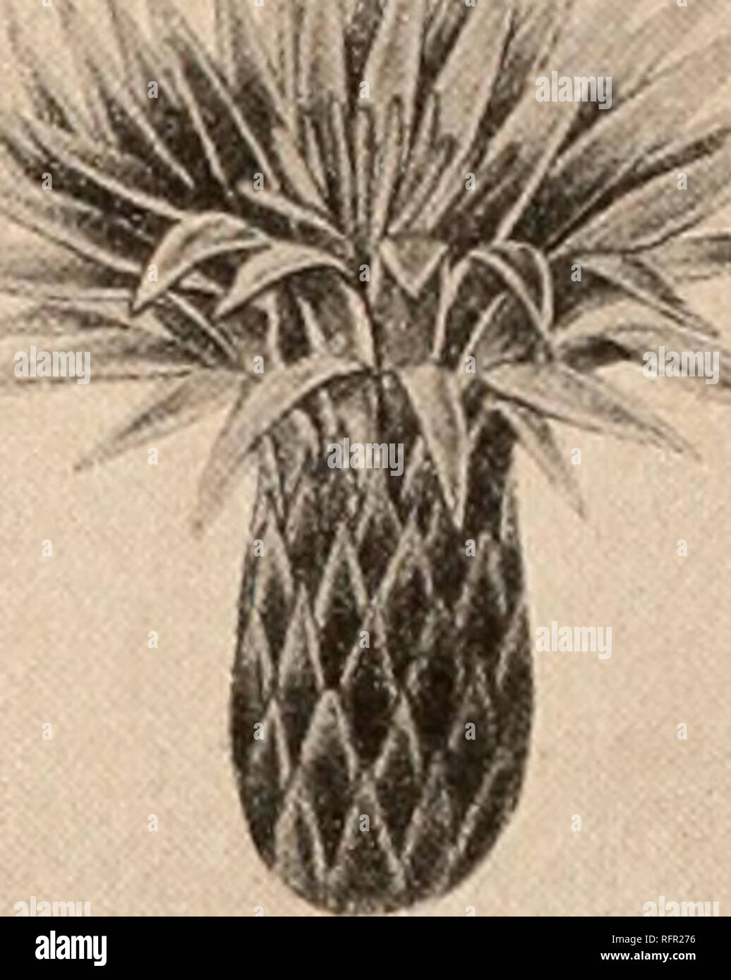 . Carnegie Institution of Washington publication. . Fig. 149.—Ferocactus johnsonii. Fig. 150.—Ferocactus nobilis. We have referred here the synonymy given by Schumann, but suspect some of it should be referred elsewhere. Our description is based on Miller's original of Cactus recurvus for the stem and spines and on Pfeiffer's original description of Echinocactus spiralis for the flower and fruit. Schumann's description is somewhat different. Echinocactus spiralis stellaris Salm-Dyck (Cact. Hort. Dyck. 1844. 21. 1845), Echino- cactus stellaris Karwinsky, also mentioned here by Salm-Dyck as a sy Stock Photo
