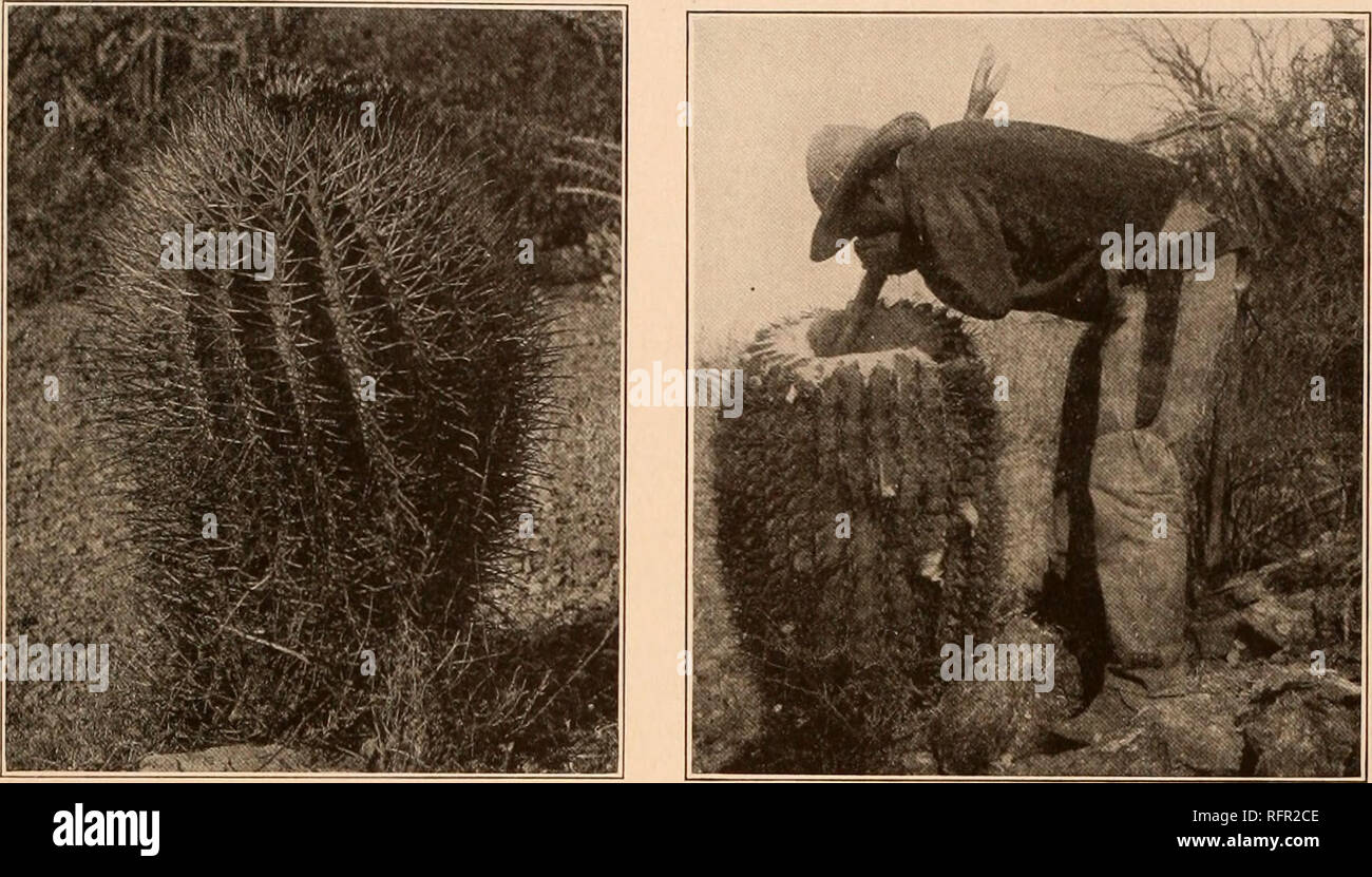 . Carnegie Institution of Washington publication. FEROCACTUS. 133 354- f- 335; Gard. Chron. III. 35: 181. f. 76; Engler and Prantl, Pflanzenfam. 36a: f. 56, D; Strand Mag. 626, 627; Goebel, Pflanz. Schild. 1: f. 47; Forster, Handb. Cact. ed. 2. 208. f. 16; Ann. Rep. Smiths. Inst. 1903: 500. f. 1; pi. 1, 2; Cact. Mex. Bound, pi. 28; Pac. R. Rep. 4: pi. 3, f. 3; Watson, Caet. Cult. 101. f. 34; ed. 3. 52. f. 22, as Echinocactus cmoryi; Bull. Geol. Surv. 613: pi. 38 A, without name. Figure 138 is from a photograph of the plant, taken by F. E. Lloyd in the Quijotoa Mountains, Arizona, in 1906; figu Stock Photo