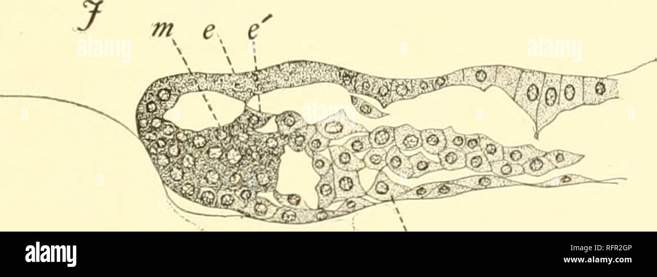 . Carnegie Institution of Washington publication. DETAILS OF EARLY EMBRYO. 83 faded awaj', and, pari passu, the yolk nuclei have greath' increased in number. In the re-ion where the yolk-entoderm approaches the lumen of the gut it thickens and sinks downward, leaving as the Hoor of the gut cavity a wedge-shaped mass of ger- minal yolk. At the outer rim of the yolk-entoderm we observe that it becomes con- tmuuus with the mesoblast; in other words, recalling sections d and g, the peristomial mesoblast of Chinicera which now arises is not continuous with the gastral mesoblast. We have thus a reas Stock Photo