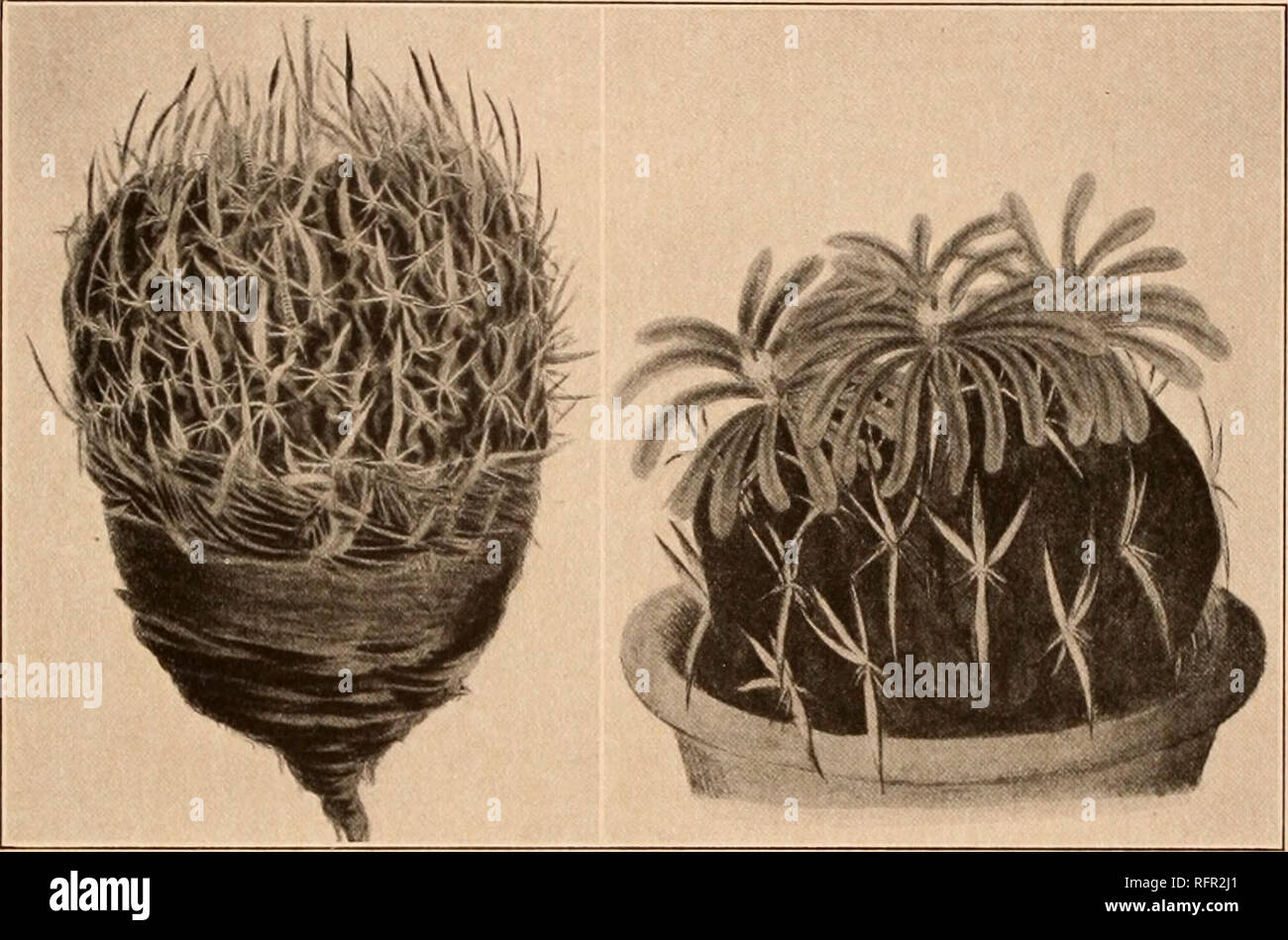 . Carnegie Institution of Washington publication. ECHINOFOSSULOCACTUS. II9 Type locality: Mexico. Distribution: Mexico. Pfeiffer in 1837 attempted to identify Echinocactus obvallatus with certain plants then in the Schelhase collection, but later when he figured his plant he questioned this identifi- cation, although he did not rename it. Dietrich, however, in 1839, named the Echinocactus obvallatus Pfeiffer in part, as above. Echinocactus lancifer was used by Reichenbach (in Terscheck, Suppl. Cact. 2), but whether properly described or not we do not know. The name was, however, formally publi Stock Photo