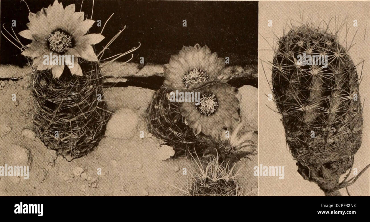 . Carnegie Institution of Washington publication. HAMATOCACTUS. I05 Echinopsis nodosa Linke, Wochenschr. Gartn. Pflanz. 1: 85. 1858. Echinocactus nodosus Hemsley, Biol. Centr. Amer. Bot. 1: 535. 1880. Echinocactus setispinus muhlenpjordtii Coulter, Contr. U. S. Nat. Herb. 3: 370. Echinocactus setispinus mierensis Schumann, Gesamtb. Kakteen 340. 1898. Echinocactus setispinus orcuttii Schumann, Gesamtb. Kakteen 340. 1898. 1896. Plants up to 15 cm. high, with long fibrous roots; ribs usually 13, more or less oblique, thin, high, undulate on the margin; radial spines 12 to 16, slender, often 4 em. Stock Photo