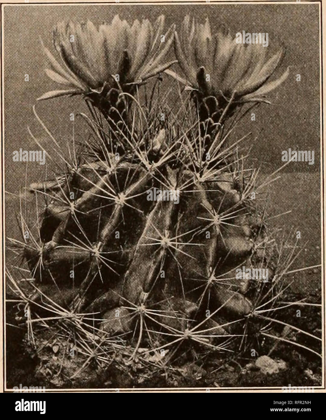 . Carnegie Institution of Washington publication. . Figs. 110 and 111.—Fruit and flower of Hamatocactus setispinus. X0.8. Fig. -Hamatocactus setispinus. 1. Hamatocactus setispinus (Engelmann). Echinocactus setispinus Engelmann, Bost. Journ. Nat. Hist. 5: 246. 1845. Echinocactus muehlenpfordlii Fennel, Allg. Gartenz. 15: 65. 1847. Echinocactus hamatus Muhlenpfordt, Allg. Gartenz. 16: 18. 1848. Not Forbes, 1837. Echinocactns setispinus hamatus Engelmann, Bost. Journ. Nat. Hist. 6: 201. 1850. Echinocactus setispinus setaceus Engelmann, Bost. Journ. Nat. Hist. 6: 201. 1850. Echinocactus setispinus Stock Photo