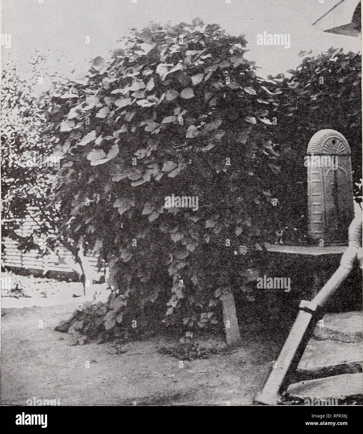 Ornamental Woody Vines For The Southern Great Plains Woody Plants