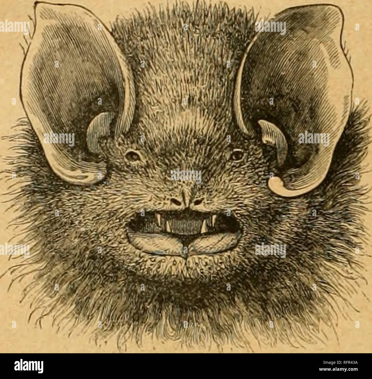 Cassell’s natural history. Animals; Animal behavior. NATURAL 