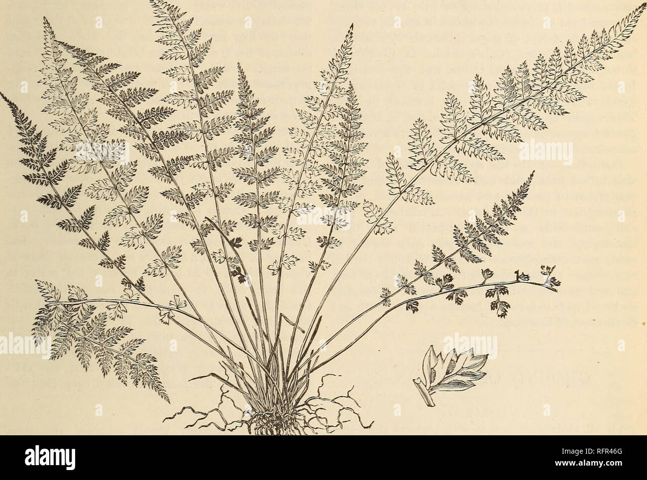 . Cassell's popular gardening. Gardening. FERNS. 269- A. viride, the Green, and A. Triehomai^es, the Black Spleenwort, thrive well in any well-drained &quot;pocket&quot; of the rockery, with leaf-mould and sand mixed with pieces of stone—pieces of old hrick ruhhish do thoroughly well; indeed, wedged between the brick- work of an old wall, and kept damp until the roots have had time to fix themselves in their new quarters, when the plants will need no further attention, they will often grow more luxuriantly, A. Germanimm succeed well either as pot plants, using loam and leaf-mould mixed with sm Stock Photo