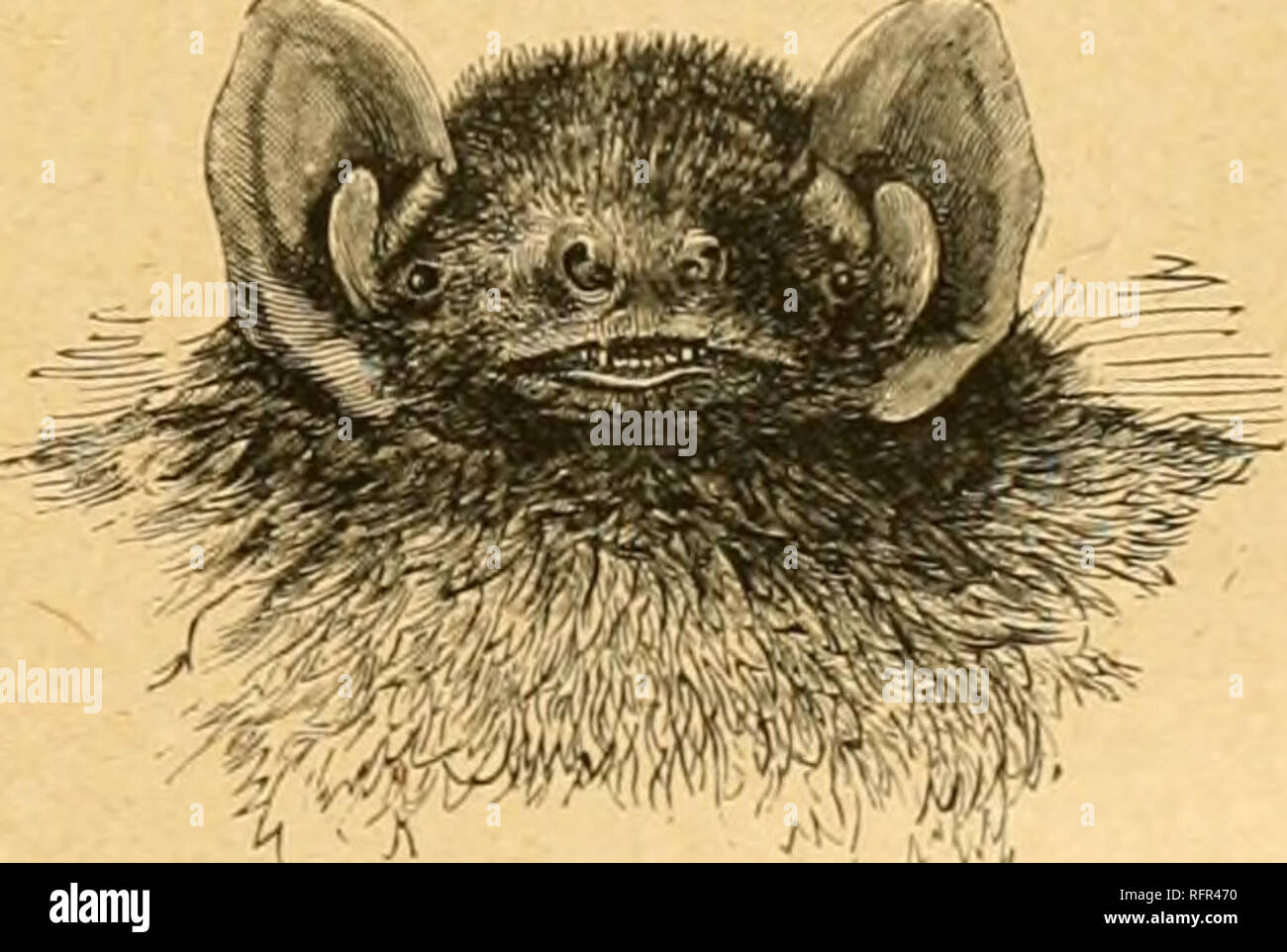 Cassell S Natural History Animals Animal Behavior The Yoctvlf 299 Las Been Taken From A Hole In The Thatch Of A Low Shed In A Brick Fiekl Another From A Pile Of Hurdles Cassell S Natural History Animals Animal Behavior The Yoctvlf 299 Las Been Taken From A Hole In The Thatch Of A Low Shed In A Brick Fiekl Another From A Pile Of Hurdles
