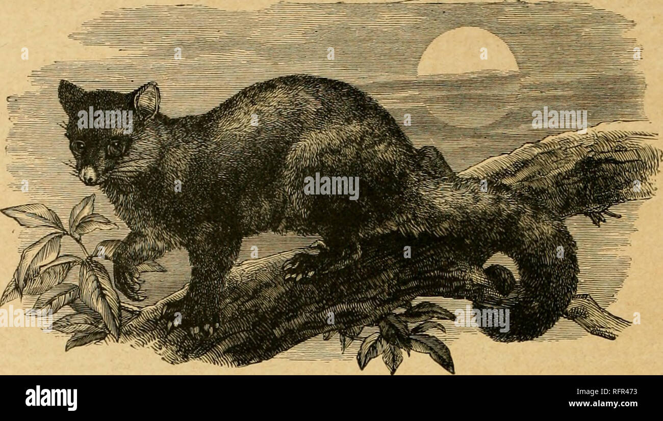 . Cassell's natural history. Animals; Animal behavior. XATURAL HI STOUT.. -LPINE PHALA^ THE DOKMOUSE PHALANGEE.* This is a very small Marsupial animal, about six inches in length, including the tail, which measures nearly, if not quite, one-half. It is like a little Dormouse, with its soft fur, ashy-gi-ey in colour, large ears, and thick tail. They are broader, not so long in the leg, and usually larger than, the Dormouse, and the eyes are larger, and the upper jaw overhangs the lower. But they look just as fat and sleepy in the daytime. The habits of these animals, moreover, are much the same Stock Photo