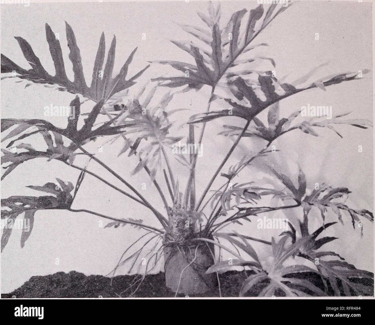 . Some large-leaved ornamental plants for the tropics. Plants, Ornamental; Tropical plants. 74 CIRCULAR 35, FEDERAL EXPERIMENT STATION. Figure 50.—Philodendron sp. bears large ornamental deeply cut leaves from slow-growing stems. blotches and minute glandular dots of purple. It bears two parallel ridges from the base of the leaf to the short, thick stem which is clothed with membranous bracts that later dry into a fibrous mass. Although rarely produced in Puerto Rico the flowers are enclosed in a spathe which is yellow on the outside and white within. Philodendron giganteum Schott described in Stock Photo