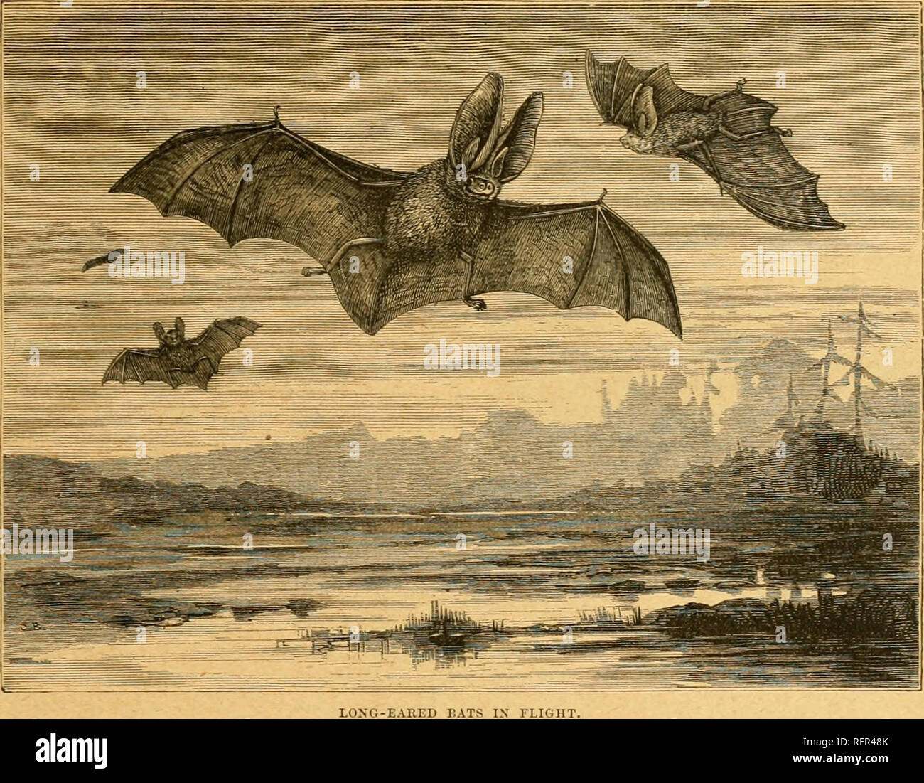 Cassell's natural history. Animals; Animal behavior. THE lOXG-EAHET) BAT.  293 length and strength. The pre-moUirs again are exceeilingly variable;  there may lie three or two en each side in both jaws,