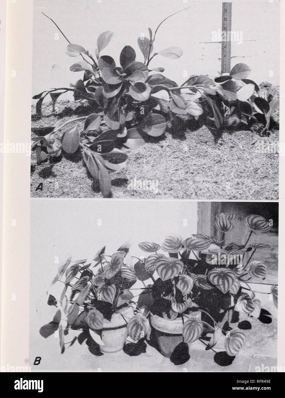 . Some large-leaved ornamental plants for the tropics. Plants, Ornamental; Tropical plants. SOME LARGE-LEAVED ORNAMENTAL PLANTS 71. Figure 48.—A, Peperomia obtusifolia is a low-growing plant suitable for edg- ing walks and borders or for use as a pot plant. B, P. sandersii var. argy- reia is best grown as a pot plant.. Please note that these images are extracted from scanned page images that may have been digitally enhanced for readability - coloration and appearance of these illustrations may not perfectly resemble the original work.. Winters, Harold F; Agricultural Experiment Station. Washin Stock Photo