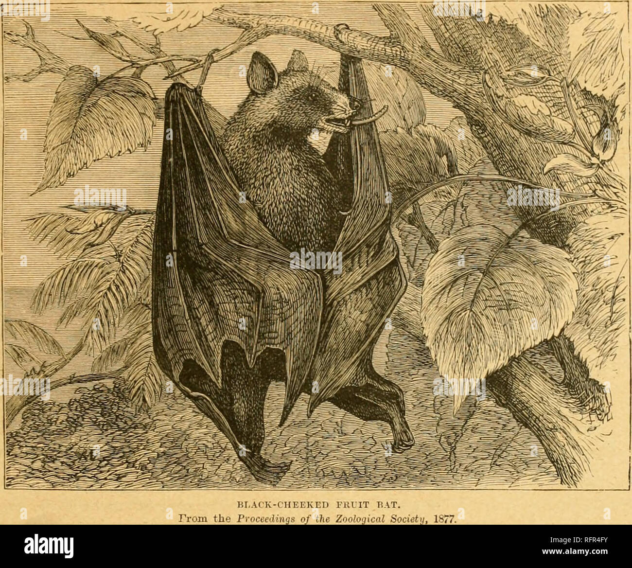 Cassell's natural history. Animals; Animal behavior. SUB-ORDER  II.—MICROCHIROPTERA, OR INSECTIVOROUS BATS. CHATTER III. HORSESHOE KATS AND  &gt;.';GADERMS. iNSECTlvoRors Bats—llr. Dobson's Objection to the  Name—Cbaracteristics—Nasal Appendages—The ...