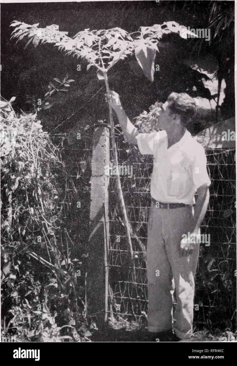 . Some large-leaved ornamental plants for the tropics. Plants, Ornamental; Tropical plants. 50 CIRCULAR 35, FEDERAL EXPERIMENT STATION. Figure 33.—The foliage of Dracontium yolyphyllum may reach a height of 6 feet during the rainy season. banded or margined with white and measure y2 to IV2 inches wide and 6 to 10 inches long. The plants produce their best foliage effect in semishade as strong sunshine causes burning of the white parts of the leaf. Rich moist soil throughout the year is preferred,. Please note that these images are extracted from scanned page images that may have been digitally Stock Photo