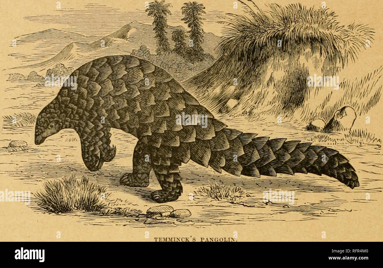 African pangolins hi-res stock photography and images - Alamy