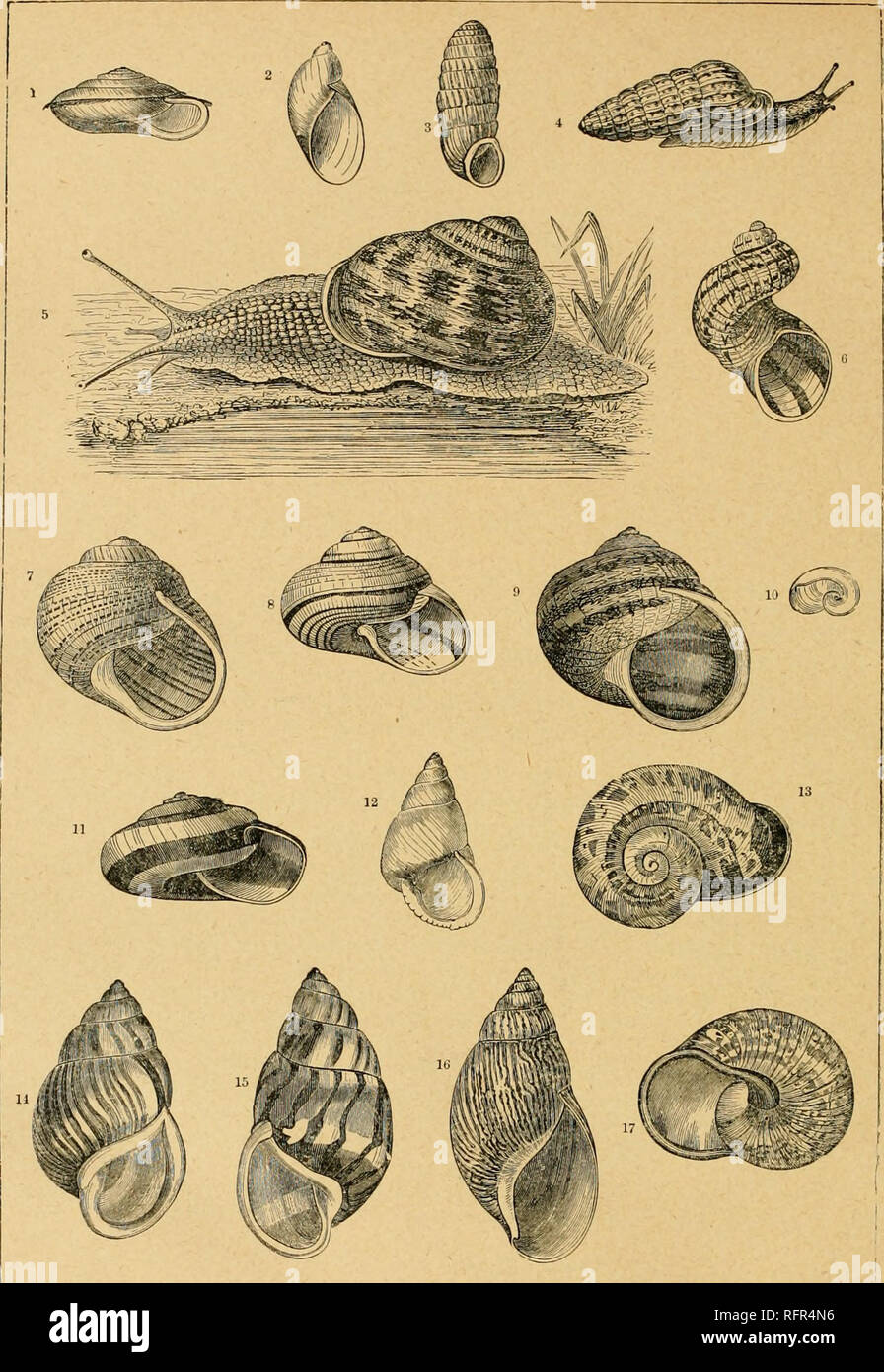 . Cassell's natural history. Animals; Animal behavior.  ' &quot;^W^'ii^''^! 1^ LAND SNAILS. c Mackenzii; 2, Siiccinea piitvis; 3, 4, Pupa uva; 5, Helix asjiersa; 0, II. aspersa, var. scalar!.' 9, H. aspersa; 10, Vitriiia fasciata; 11, H. dtlilia; 12, H. translucida; 13, 17, H. Wal IC, Aohatina zebra.. Please note that these images are extracted from scanned page images that may have been digitally enhanced for readability - coloration and appearance of these illustrations may not perfectly resemble the original work.. Duncan, P. Martin (Peter Martin), 1821-1891; Metcalf Collection (North Caro Stock Photo
