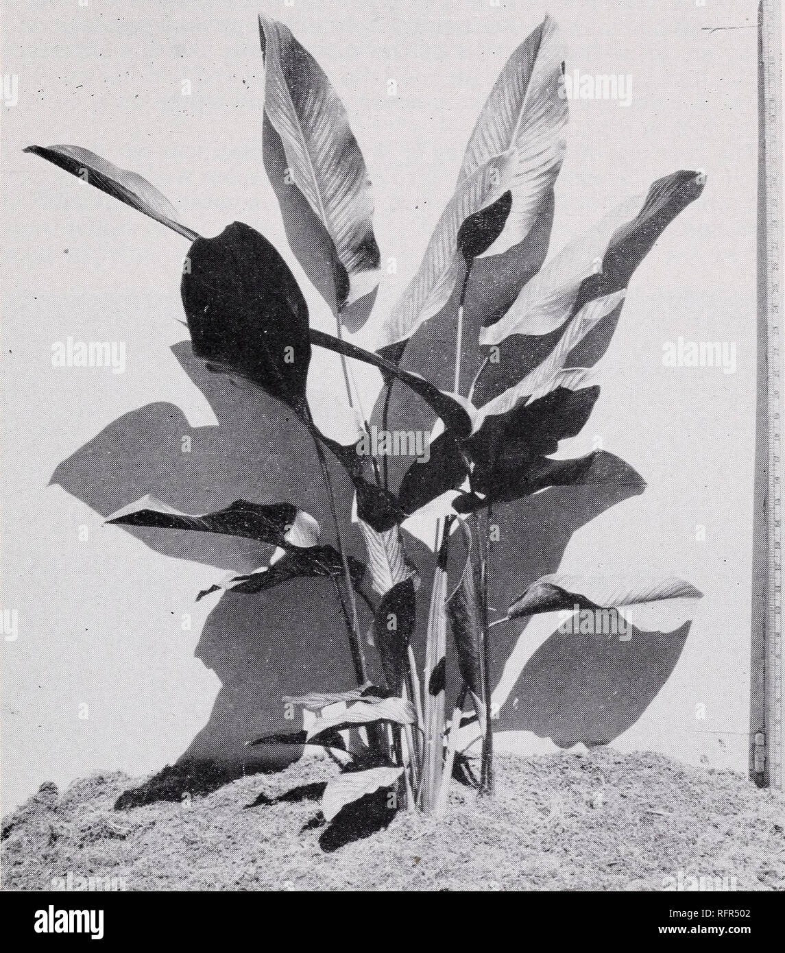 . Some large-leaved ornamental plants for the tropics. Plants, Ornamental; Tropical plants. SOME LARGE-LEAVED ORNAMENTAL PLANTS 33 m. Figure 20.—Leaves of Calathea ornata are marked with pink stripes when young which turn white at maturity and green with age. soil conditions. Propagation is by division of the rhizomes or by seed. Calathea vandenheckei Regel Synonyms: C. picturata, Maranta vandenhecki Vandenheck Calathea (fig-. 19, B) Marantaceae This species produces tufted plants 1 to 2V2 feet high usually with two leaves per growth but varying from one to three. The elliptic or ovate leaves  Stock Photo