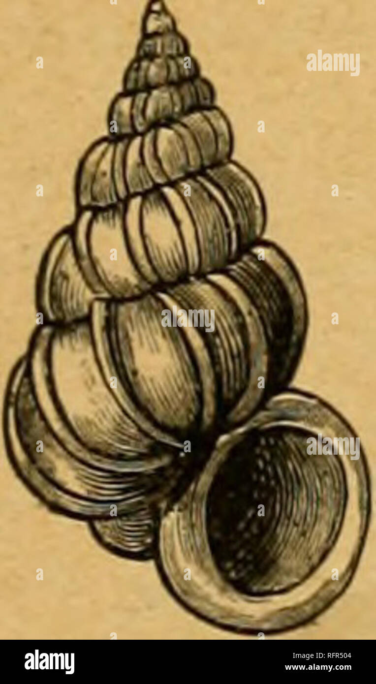 . Cassell's natural history. Animals; Animal behavior. FAMILY XI ...