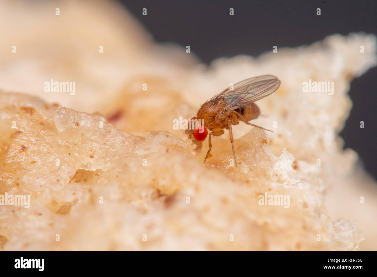 Vinegar fruit flies, Drosophila, a common kitchen pest feeding on food scraps Stock Photo Alamy