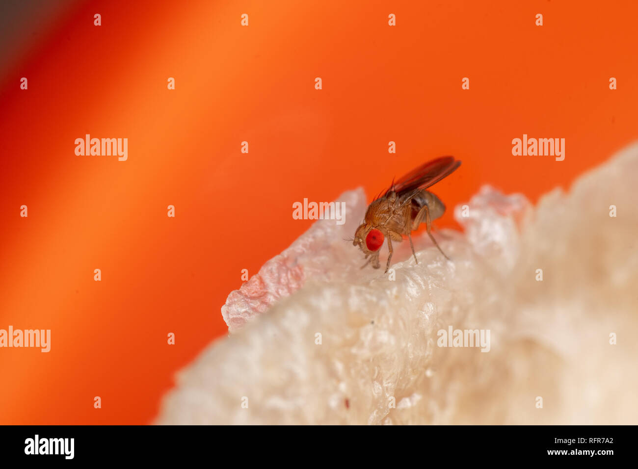 Vinegar fruit flies, Drosophila, a common kitchen pest feeding on food scraps Stock Photo Alamy
