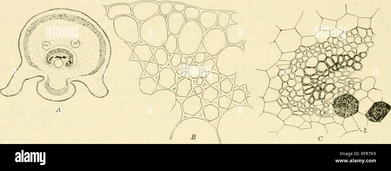 . Carnegie Institution of Washington publication. 194 THE MARATTIALES even more. The thick, fleshy texture of the leaflets, much like that of Botrychium ternatum or /&gt;'. silaifolium, at once distinguishes Marattia from any of&quot; the large leptosporangiate ferns with which it may be associated. The resemblance to the leaves of Botrychium is especially marked in the young plants growing from the stipular buds. These leaves show a marked triangulai outline, curiously similar to that of the larger species of Botrychium (see plate 12, B). The venation of the leaf- lets is also very like, rese Stock Photo