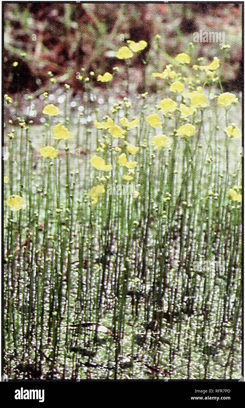 . Carnivorous plants of Conecuh National Forest. Carnivorous plants Alabama Conecuh National Forest; Forest reserves Recreational use Alabama. MUD BLADDERWORT Scientific name: Utricularia gibba. Identifying features: The plant body is submerged in water or stranded on mud of drying ponds and swamps. The plant often forms dense, intertwined, matlike masses that may be confused with algae. Flowers are yellow, 2 to 3 per stalk, rang- ing in size from 1/4 to more than 1/3 inch across; stalk grows to 4 inches long. Flowering period: Late April through summer. Distribution: Eastern North America, we Stock Photo