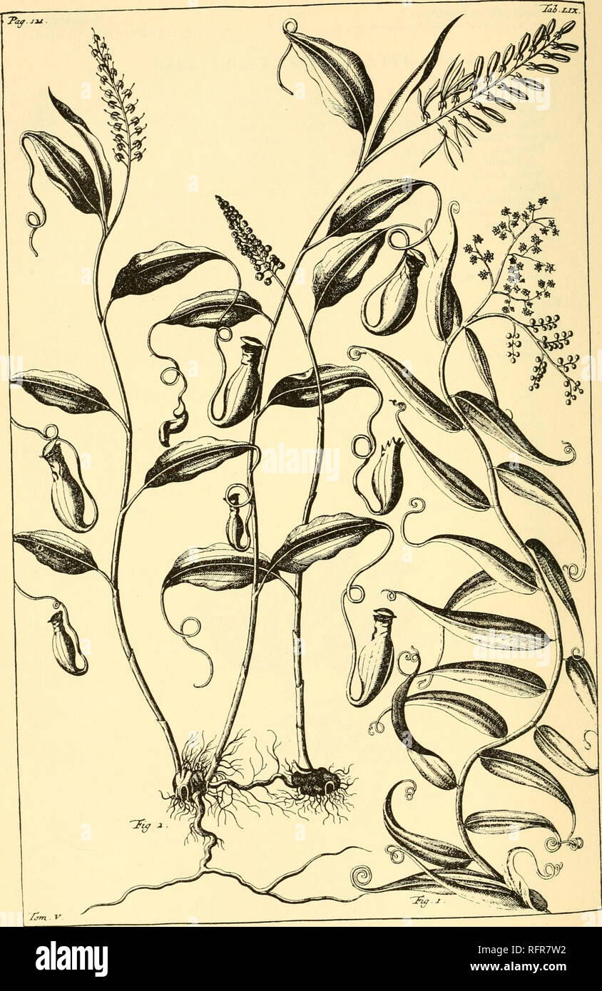 . The carnivorous plants, by Francis Ernest Lloyd ... Carnivorous plants. The earliest known illustration or Nepenthes (Nepenthes mirabUis (Lour.) Merr.) prom RmiPHHJS Herbarium Amboinense 5: 59 (published in 1747, but drawn in the second part o^ ™f J7TH century). The plant at the right is Flagellaria indica. - The vignette on p. xv ha^ been re PRODUCED prom Clusius' Rariorum Plantakum Historia(c/. p. ^^Y^^Z^iZ^^ll^^Z OE A Sarracenia. The Drosera vignette on p. 271 has, by courtesy of Prof. Baas Decking, been re PRODUCED from A PRINT, MADE DIRECTLY FROM A i6TH CENTURY BLOCK USED FOR DODONAEUS  Stock Photo