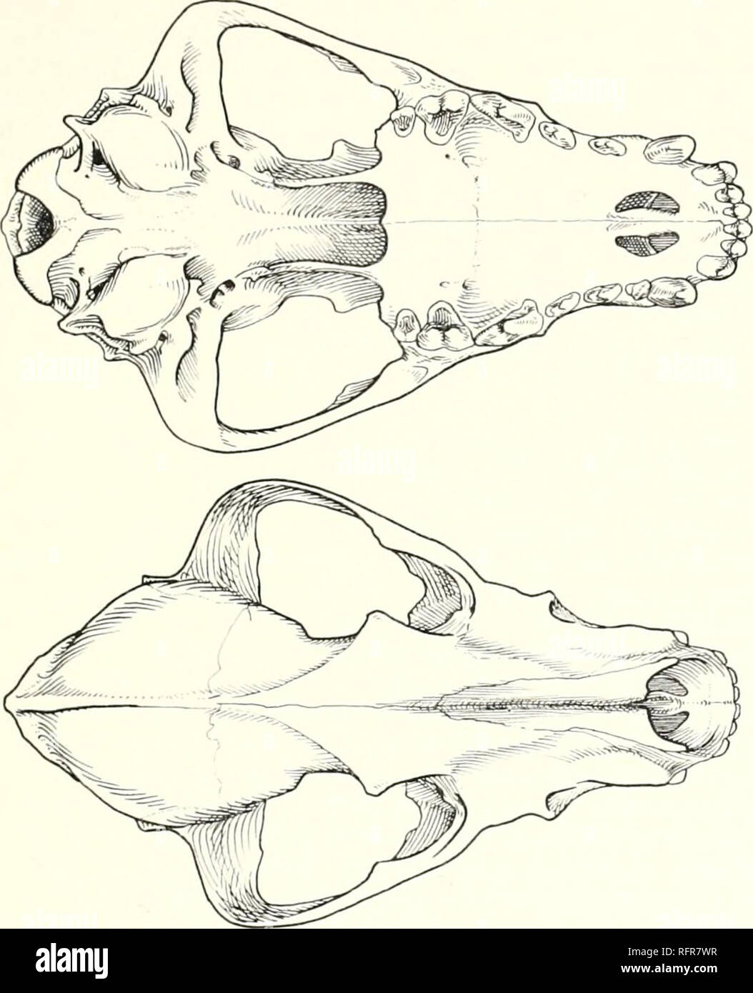 . The carnivores of West Africa. LYCAON 8l. Fic. II. Lycai'ii picnis: skull, Tvpc of sliariiiif. B.M. No. 7.7.S.74, v, -&lt; '; palatal &amp;' dorsal views Hunting is normally engaged in regularly twice a day, in the early morning and late evening; but if the weather is deeply overcast, or for some other less apparent reason, it may as an exception be carried out during the intervening period. A chase has been known to be continued till after dark (Estcs &amp; Goddard, 1967); and moonlight hunts have also been recorded; but such nocturnal events in ill-lit conditions are relatively rare since  Stock Photo