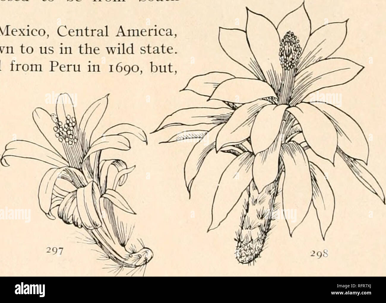 . Carnegie Institution of Washington publication. 218 THE CACTACEAE. 1. Aporocactus leptophis f De Candolle) Britton and Rose, Contr. U. S. Nat. Herb. 12: 435. 1909. 1'i-ri-ii* li'f'ln/ili/s IV Caiidollc, Mi'-in. Mu«. Hist. Nat. Paris 17: 117. 1828. &lt;'f7v;o flagelliformis li'l'lnfhis Schumann, Gesamtb. Kuktccn 143. 1897. (Jften creeping; branches cylindric, 8 to 10 mm. thick, rather strongly 7 or 8-ribbed; ribs obtuse, somewhat repand; areoles velvety, with 12 or 13 rigid setaceous spines; flower-tube curved just above the ovary; perianth-segments narrowly oblong, 2 to 3 cm. long, about 6 m Stock Photo