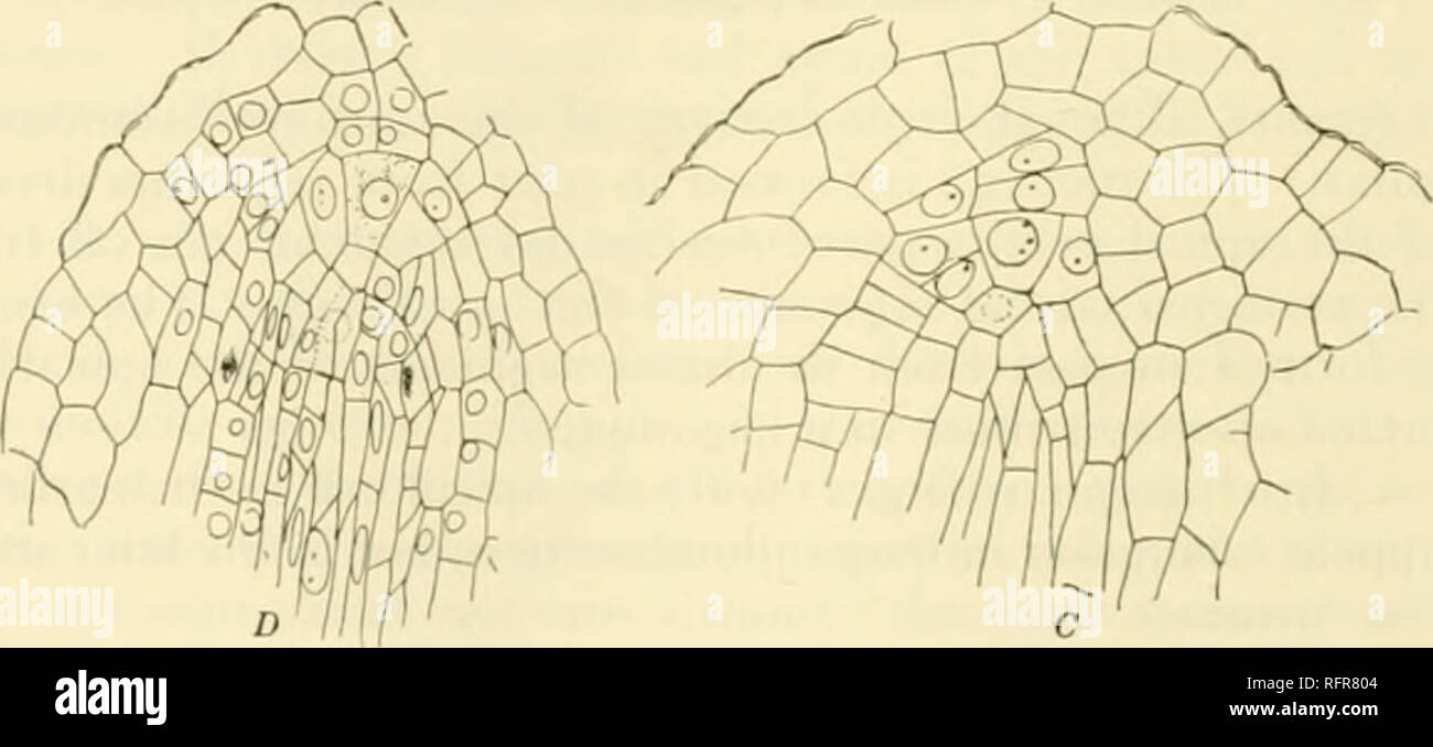 . Carnegie Institution of Washington publication. Fig. 140. A. Stem apex of a y&lt; phyte of Danaa jamaicen is, showing single apical cell B. Sei primary roots, showing apical meristem, 1S0. i». exactly so, and the subsequent leaves form a spiral, and for a rime at hast, except in Kaulfussia, the anatomy of the shoot is radial. Ibis radial arrangement is retained permanently in Marattia and Angiopteris and also in some species of. Please note that these images are extracted from scanned page images that may have been digitally enhanced for readability - coloration and appearance of these illus Stock Photo