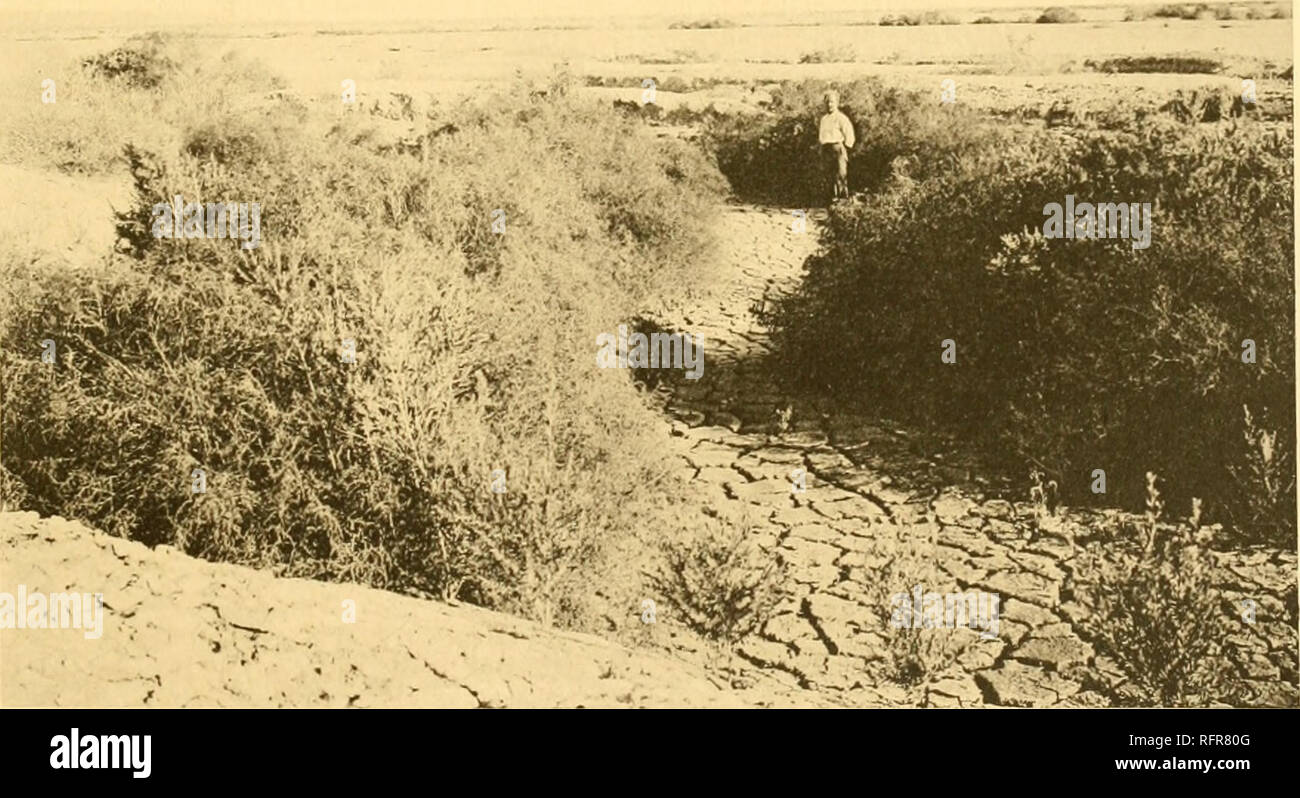 . Carnegie Institution of Washington publication. *j&amp;m;= ^-mÂ» IP 3^ #â sti&amp;^s^n. A. View of Travertine Wash in November 1909. Mats of Distichlis and scattered plants of Pluchea camphorata. Alriplex, and Spiroslachys. Seepage now confined to defined channel. (See plate 17.) B. Heavy growth of Baccharis, Pluchea sericea, and Suaeda in the channels of the washes into which the water of the lake had risen at Imperial Junction Beach, October 1909. The denser formations in other washes are to be seen in the distance.. Please note that these images are extracted from scanned page images that Stock Photo