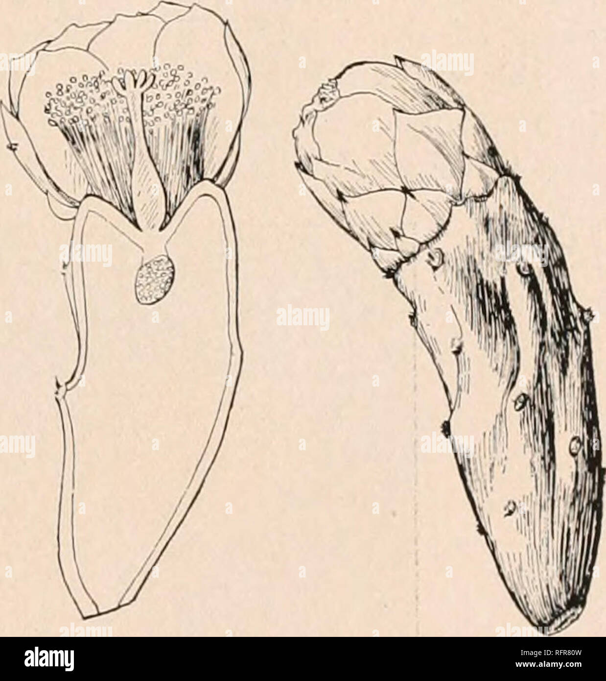 . Carnegie Institution of Washington publication. FIG. 297.—Opuntia keyensis. Type locality: Boot Key, Florida. Distribution: Hammocks, Florida Keys and Cape Sable. Opuntia keyensis was first collected by Dr. Britton in 1909 on Boot Key, Florida. Plants brought subsequently by Dr. Small from the Keys to Buena Vista, Miami, and there observed by him under cultivation show the spe- cies to be distinct from either O. dillcnii or 0. stricta, with both of which it has been associated. Illustration: Journ. N. Y. Bot. Card. 20: pi. 225. Figure 297 is from a photograph of the plant in cultivation at B Stock Photo