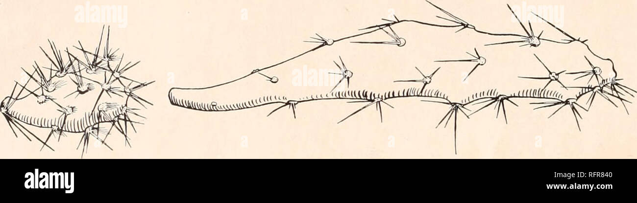 . Carnegie Institution of Washington publication. APPENDIX. 3 a. Nopalea gaumeri sp. nov. (See page 37, ante.) About 3 meters high, much branched; joints small, linear-oblong or oblong-oblanceolate, 6 to 12 cm. long, 2 to 3 cm. broad, rather thin; areoles small, i to 2 cm. apart; spines very unequal, 5 to 20 mm. long, acicular, 4 to 12, yellowish when young; flower small, including ovary and stamens about 4 cm. long; sepals ovate, acute; petals oblong, 12 mm. long; stamens long-exserted; style longer than the stamens; stigma-lobes 6, greenish; fruit red, darker within, obovoid, 3 cm. long, its Stock Photo
