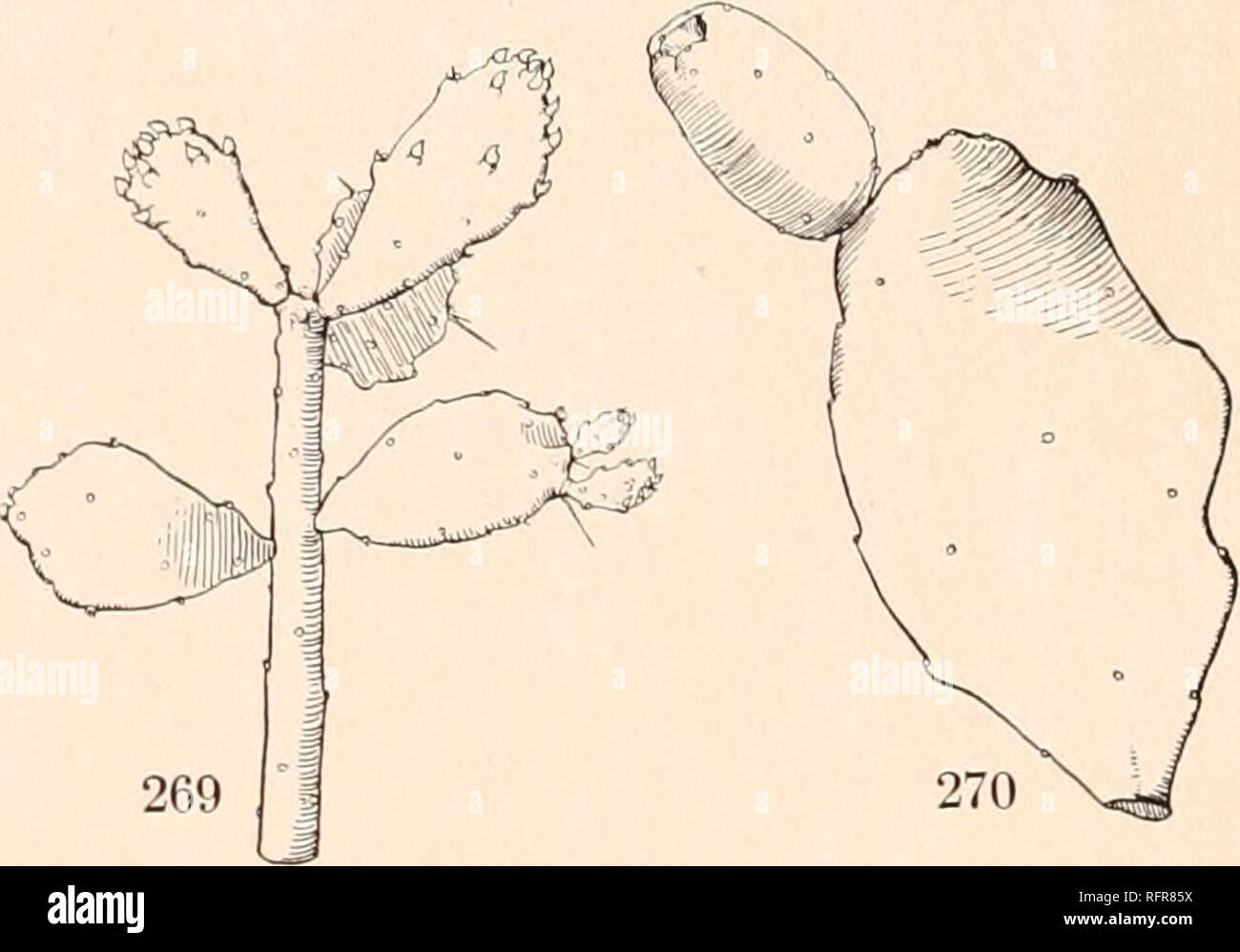 . Carnegie Institution of Washington publication. . FIG. 268.—Opuntia brasiliensis. FlGS. 269, 270.—Opuntia bahiensis. Xo.5. Garden; figure 3 is from the same plant, showing terete and flat joints. Figure 267 repre- sents a fruit collected by Dr. Rose near Iguaba Grande, Brazil, in 1915; figure 268 is from a photograph taken by Paul G. Russell in a public park in Bahia, Brazil. 237. Opuntia bahiensis sp. nov. Trunk 3 to 15 meters high, cylindric, 20 to 25 cm. in diameter, tapering gradually upward; the center of trunk pithy, hollow in age, surrounded by an open woody cylinder; lateral joints t Stock Photo