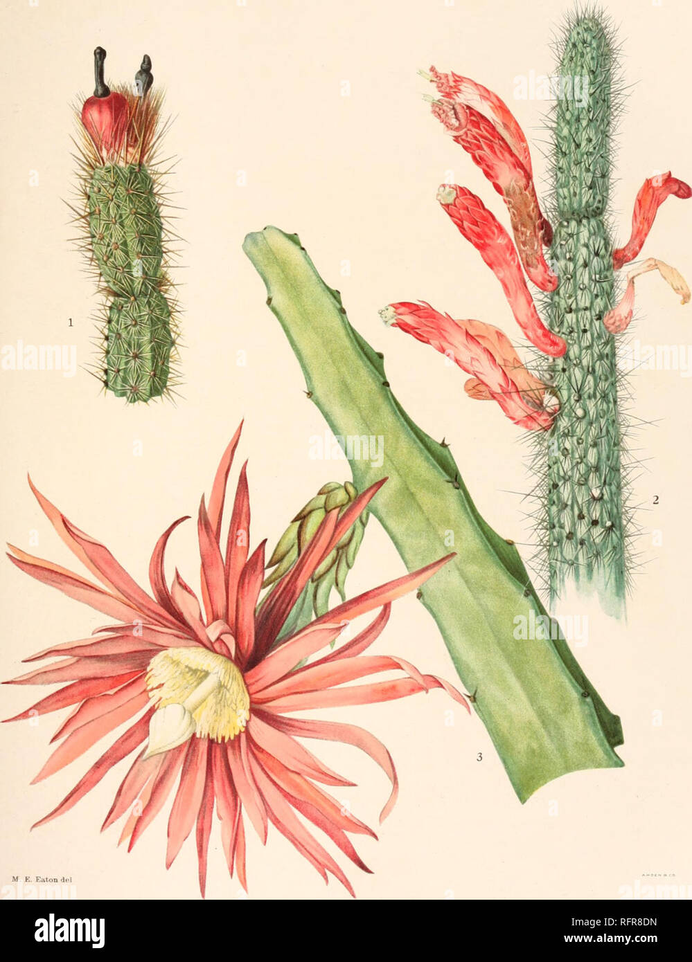 . Carnegie Institution of Washington publication. BRITTON AND ROSE, VOL. PLATE XXVII. M. E. Eaton del 1. End of fruiting branch of Arrojadoa rhodantha. 2. Top of plant of Cleistocactus baiimannii. 3. Flower on branch of Hylocereus stenopterus. (All natural size.). Please note that these images are extracted from scanned page images that may have been digitally enhanced for readability - coloration and appearance of these illustrations may not perfectly resemble the original work.. Carnegie Institution of Washington. Washington, Carnegie Institution of Washington Stock Photo