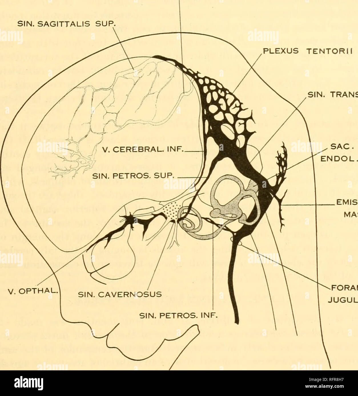 Carnegie Institution Of Washington Publication Of The Brain Of The Human Embryo 29 The Large Ophthalmic And Maxillary Tributaries In Front In Figure 27 It Receives A Large Terminal Trunk Lateral Carnegie Institution Of Washington Publication Of The Brain Of The Human Embryo 29 The Large Ophthalmic And Maxillary Tributaries In Front In Figure 27 It Receives A Large Terminal Trunk Lateral