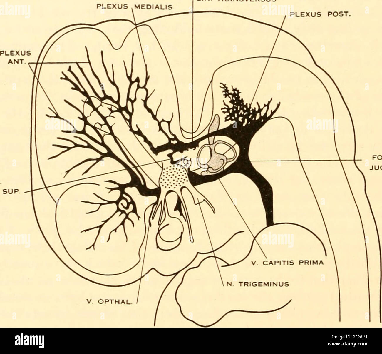 . Carnegie Institution of Washington publication. 20 THE DEVELOPMENTAL ALTERATIONS IN THE VASCULAR SYSTEM The main arterial trunks are well established at this stage and afford a more abundant supplj' of blood to the brain than existed in the 4 mm. embryo. Whereas the aortic system in the latter conformed to the branchial arches, it now presents a definite aortic arch derived from the truncus arteriosus and the fourth branchial arch of the left side. The innominate artery is formed by the fourth arch of the right side. The third arch has been taken up on each side in the formation of the commo Stock Photo