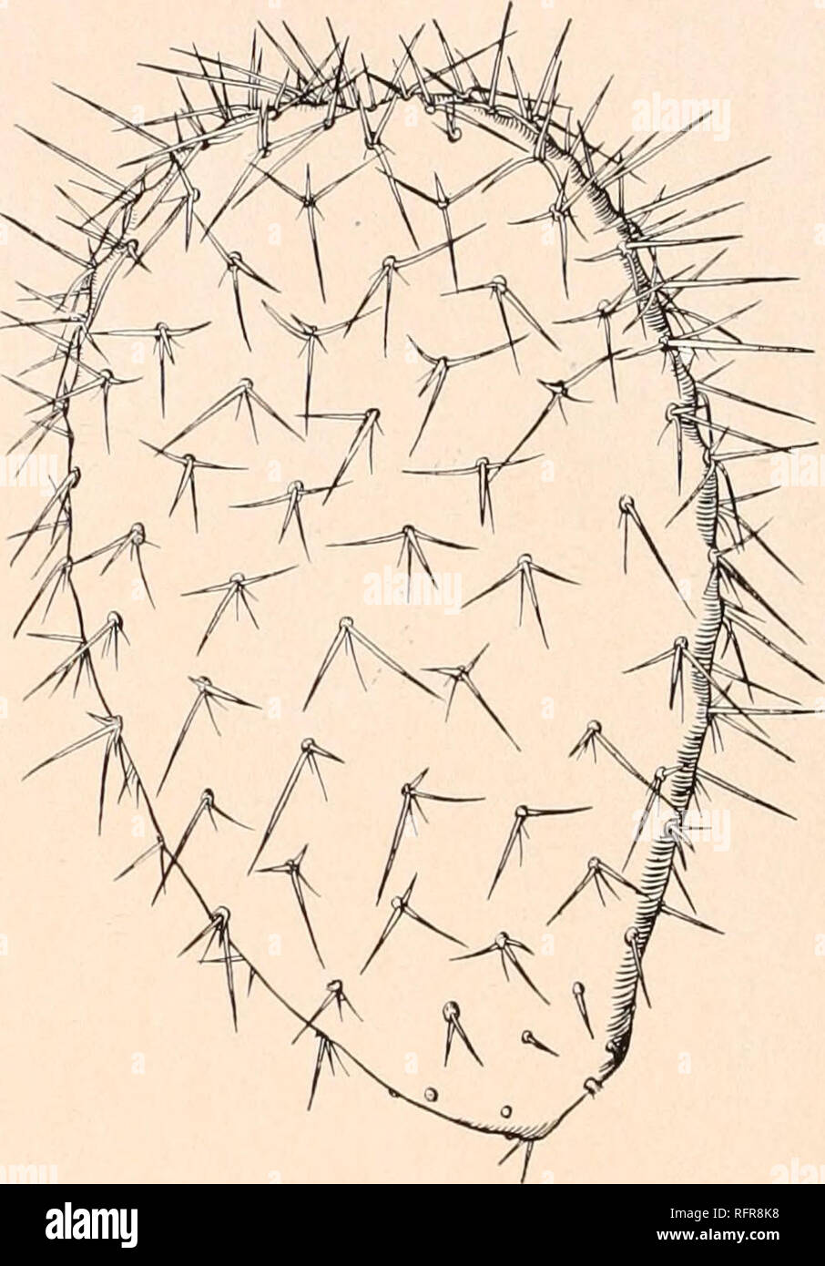 . Carnegie Institution of Washington publication. 184 THE CACTACEAE. 4 to 6 (in the original description 8 to 10), somewhat spreading or appressed, i to 2 cm. long; glochids few, brownish; areoles small, 1.5 cm. apart; leaves small, brownish; flowers red; fruit globular, yellowish, its areoles filled with long, weak glochids; umbilicus broad, only slightly depressed. Type locality: In Mexico. Distribution: Oaxaca, Mexico. This species is very near Opuntia streptacantha, and in many cases it is difficult to separate them. It is also near O. pilifera, but the areoles are not so hairy. Weber, who Stock Photo