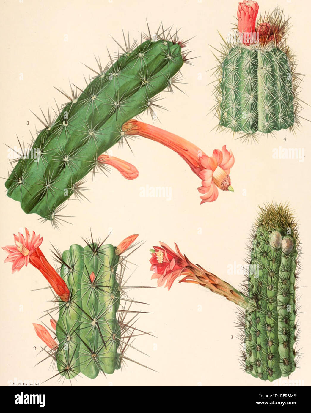 . Carnegie Institution of Washington publication. BRITTON AND ROSE, VOL. PLATE xxv. M. E. Eaton del 1. Flowering branches of Rathbunia alamosensis. 2. Flowering branches of Rathbunia alamosensis. 3. Top of flowering branch of Borzicactus acanthurus. 4. Top of stem of Arrojadoa rhodantha. (All natural size.). Please note that these images are extracted from scanned page images that may have been digitally enhanced for readability - coloration and appearance of these illustrations may not perfectly resemble the original work.. Carnegie Institution of Washington. Washington, Carnegie Institution  Stock Photo