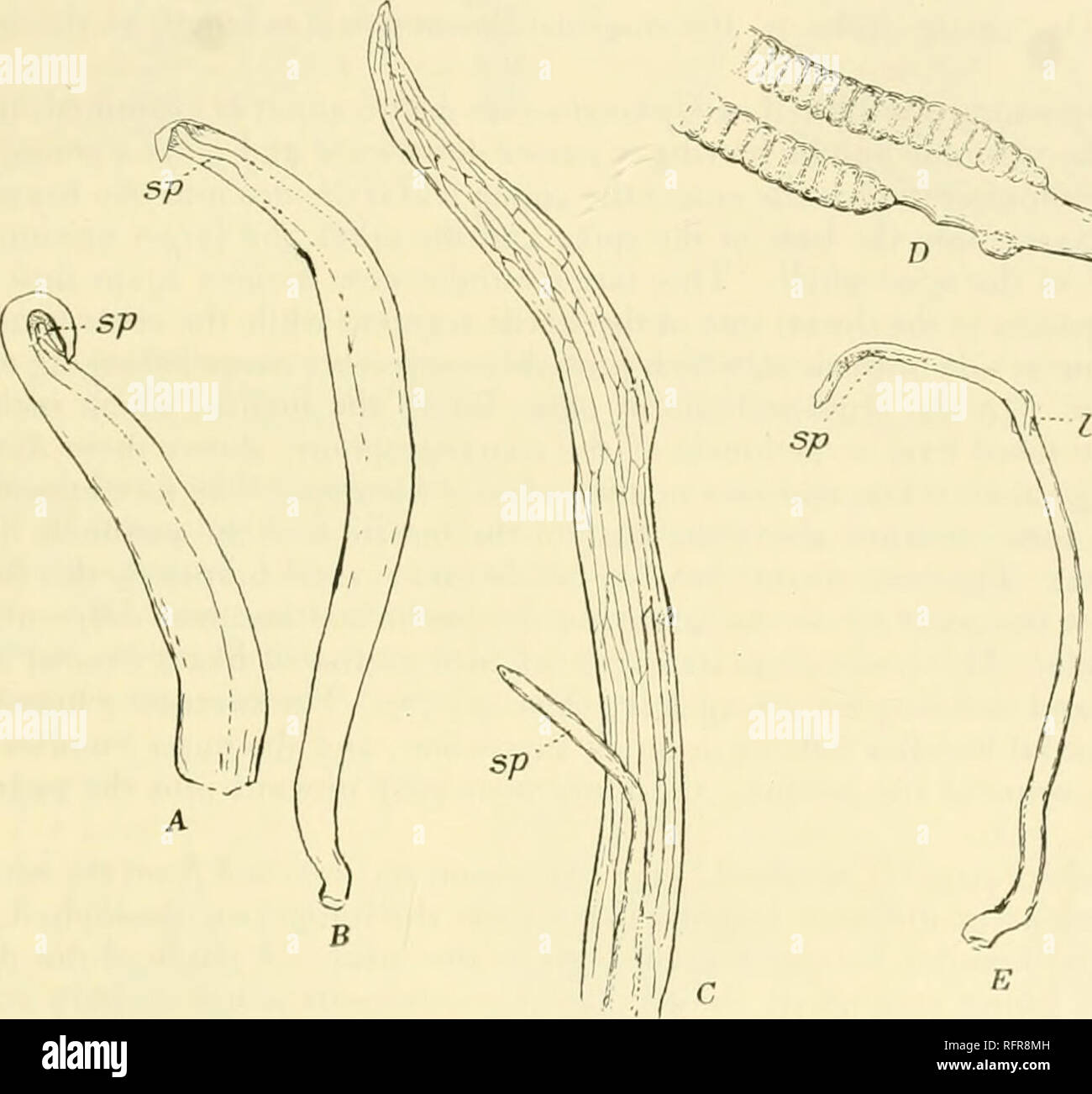 . Carnegie Institution of Washington publication. THE ADULT SPOROPHYTE 111 0. moluccanum and 0. pendulum, and the conclusion that the young sporangiophore is an outgrowth of the sterile part of the leaf is the result of the subsequent rapid growth of the upper sterile portion of the leaf, which thus carries its apex far beyond the apex of the young spike. The young sporophyll in (). pendulum (fig. 64, E) resembles that of 0. moluc- canum, except that all the parts are much larger. The apex of the young sporangio- phore appears upon the adaxial side of the very broadly conical young sporophyll. Stock Photo