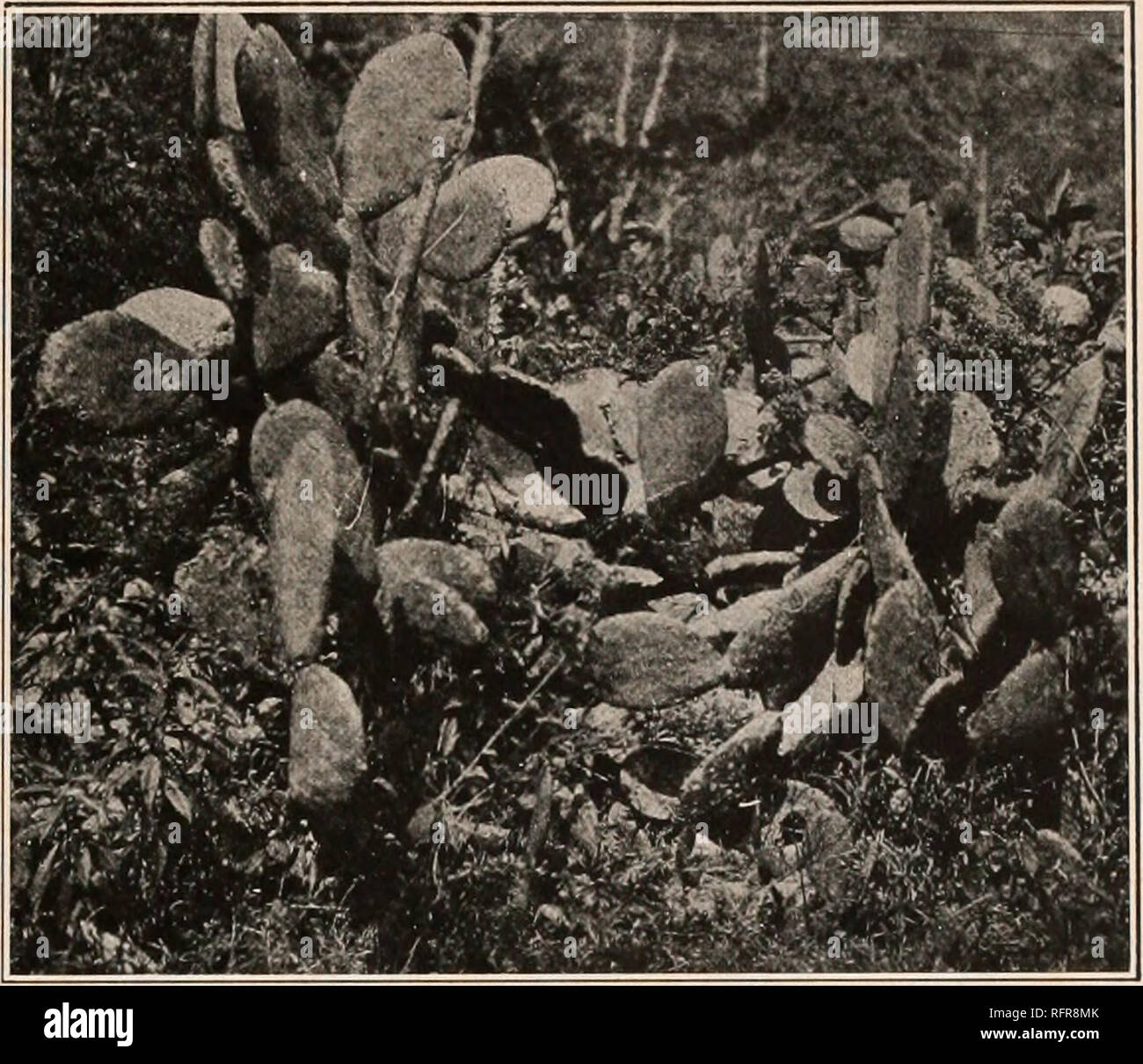 Undosa undulata hires stock photography and images Alamy