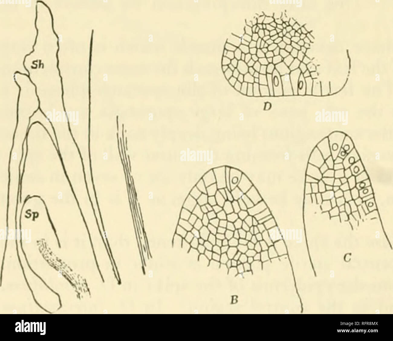 . Carnegie Institution of Washington publication. 110 THE OPHIOGLOSSALES sterile lamina. In the larger species, like B. virginianum, many hundred sporangia may be developed upon a single sporangiophore. In these larger and more special- ized forms the sporangium is usually smaller and is better differentiated, always having a more or less distinct pedicel. The form of the sporangiophore in Helminthostachys is to some extent inter- mediate between that of Ophioglossum and Botrychium, but on the whole comes nearer to Botrychium. The sporangia are densely crowded along the Hanks of the spike, thu Stock Photo