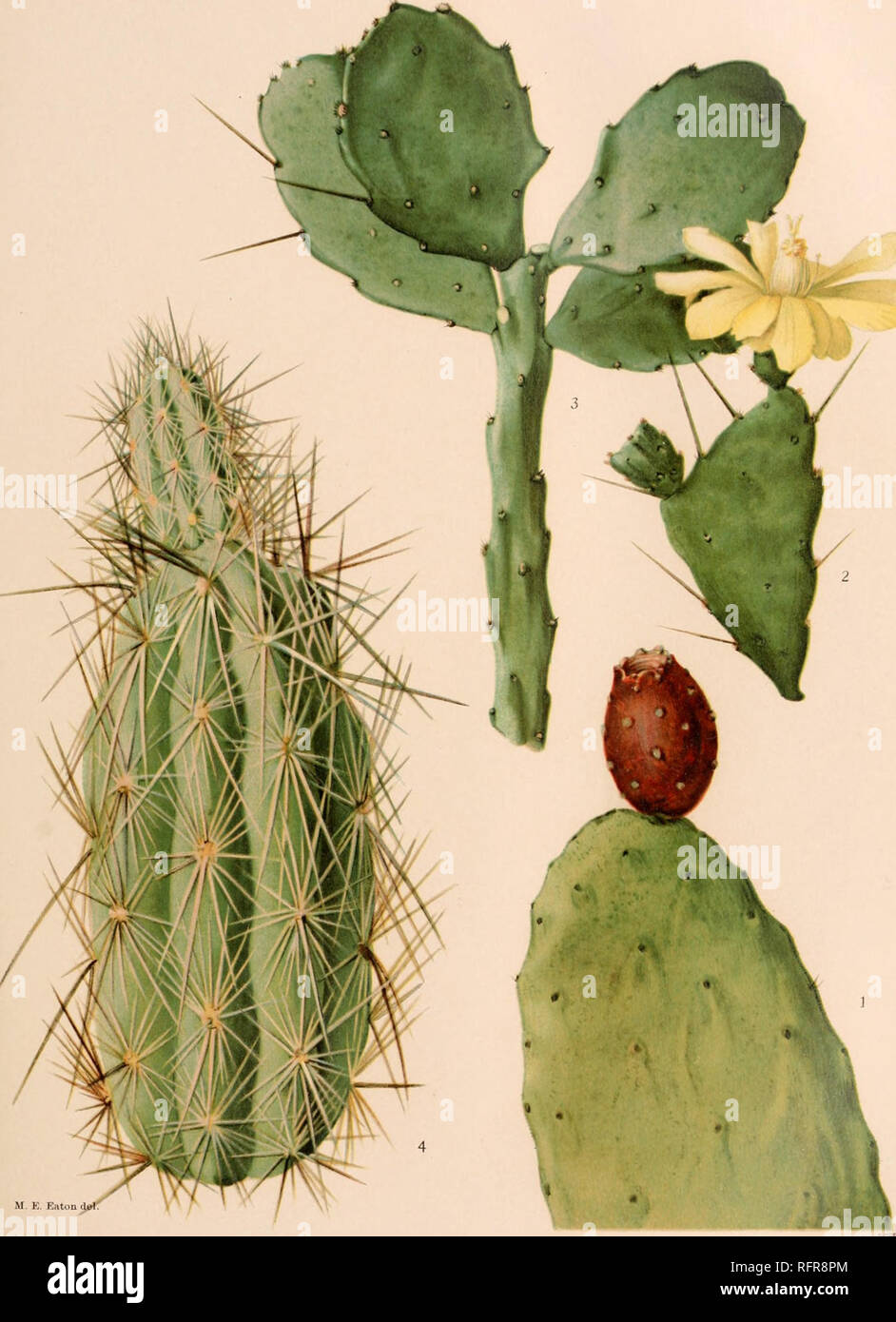 . Carnegie Institution of Washington publication. BRITTON AND ROSE PLATE XXXIII. M. K. Eaton 1. Upper part of joint of Ofuntia tomentosa. 2, 3. Flowering joint and branch of Ofrunlia brasiliensis. 4. Joint of Grusonia bradtiana. (All natural size.). Please note that these images are extracted from scanned page images that may have been digitally enhanced for readability - coloration and appearance of these illustrations may not perfectly resemble the original work.. Carnegie Institution of Washington. Washington, Carnegie Institution of Washington Stock Photo