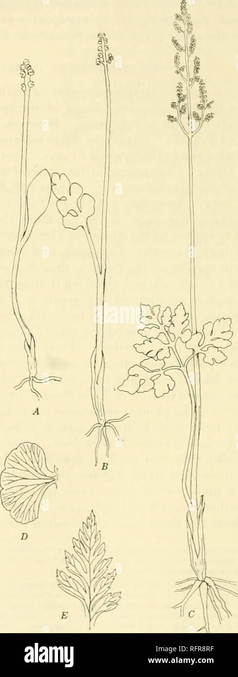 . Carnegie Institution of Washington publication. Fig. 71. Ophioglossum simplex Ridley (after Bower). The fertile leaf has no sterile lamina.. Fig. 72.—(A-D, after Luerssen.) A, B. Botrychium simplex Hitchcock. C, B. ternatum Swz. D, B. lunaria (L.) Swz. E, B. virginianum (L.) Swz.. Please note that these images are extracted from scanned page images that may have been digitally enhanced for readability - coloration and appearance of these illustrations may not perfectly resemble the original work.. Carnegie Institution of Washington. Washington, Carnegie Institution of Washington Stock Photo