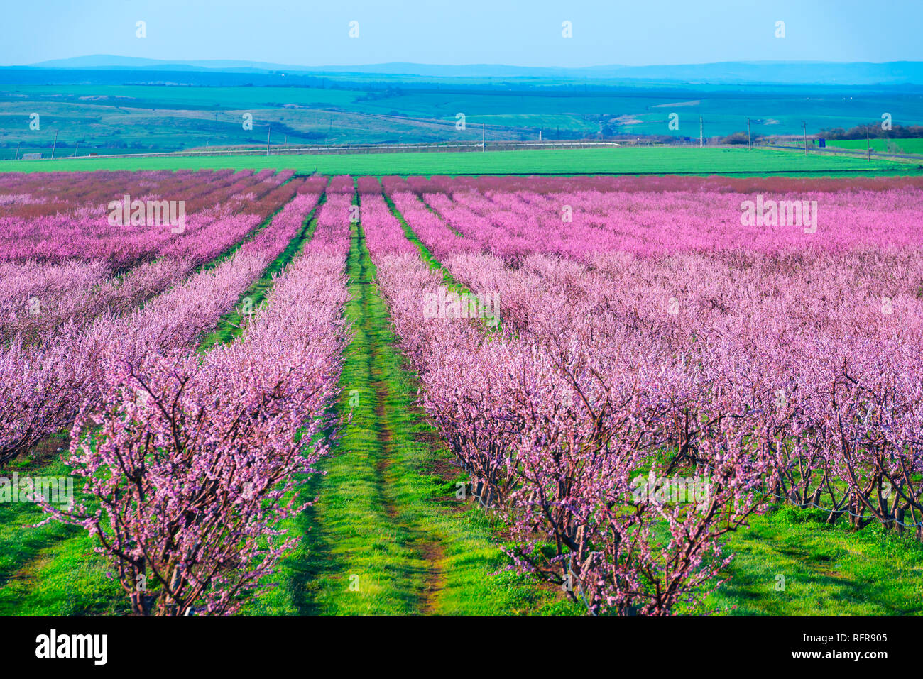 Rows of blossom peach trees in spring garden. Landscape photography Stock Photo
