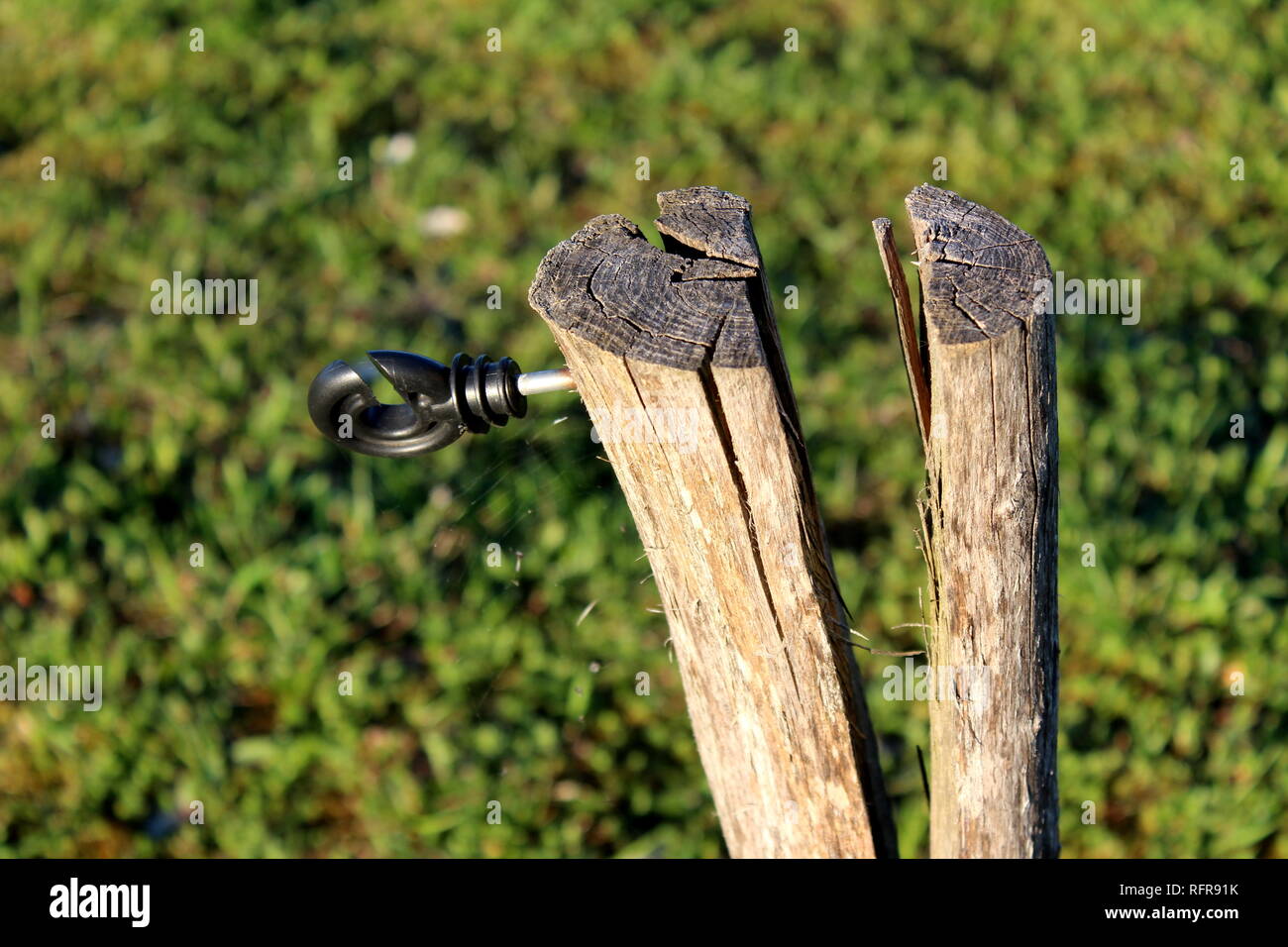 Cracked tree stump with mounted plastic holder for electrical metal wire used for farm animals protection with cobweb and grass in background Stock Photo