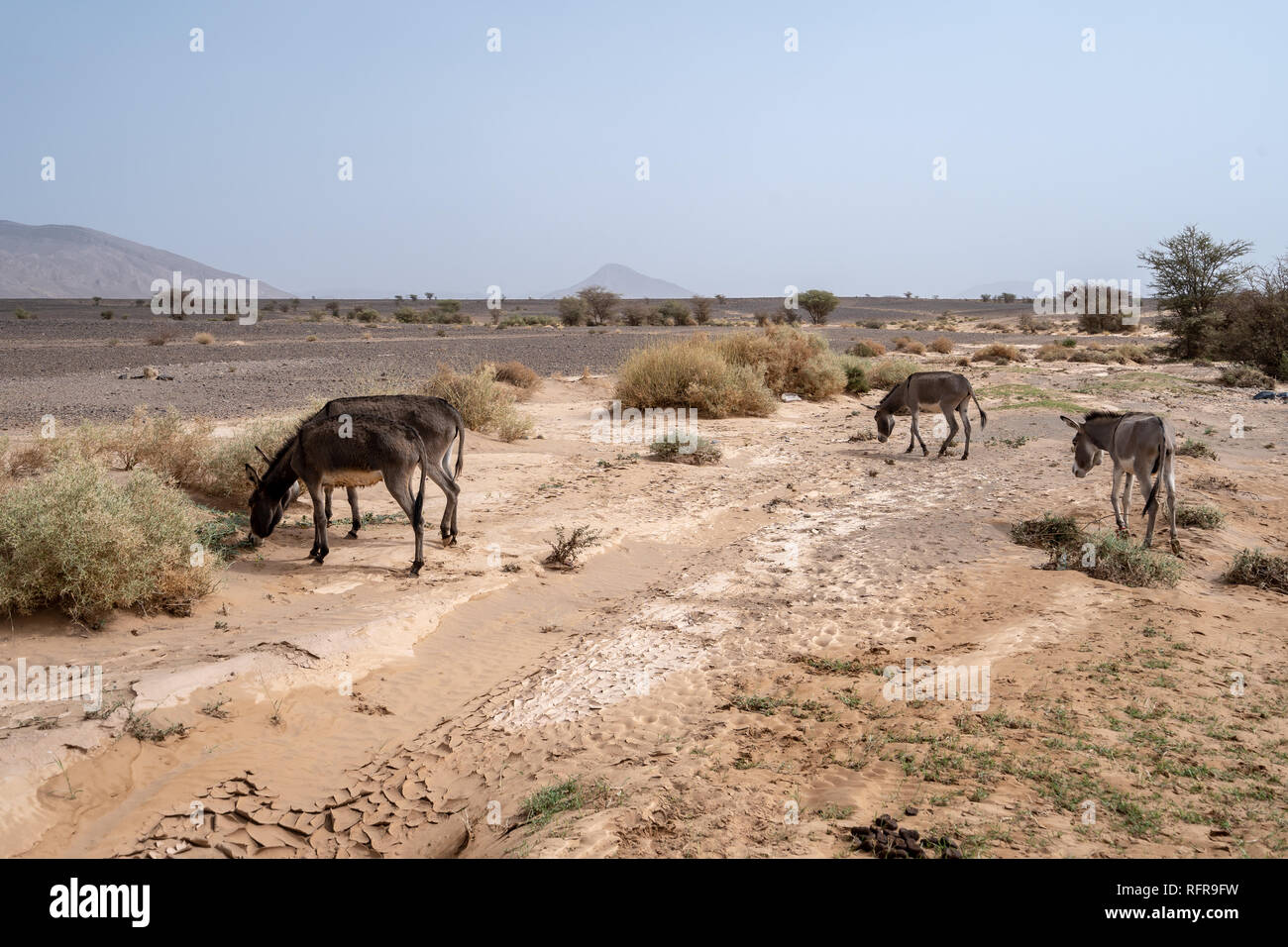 Donkeys are feeding of the green bits of the desert in Morocco Stock Photo
